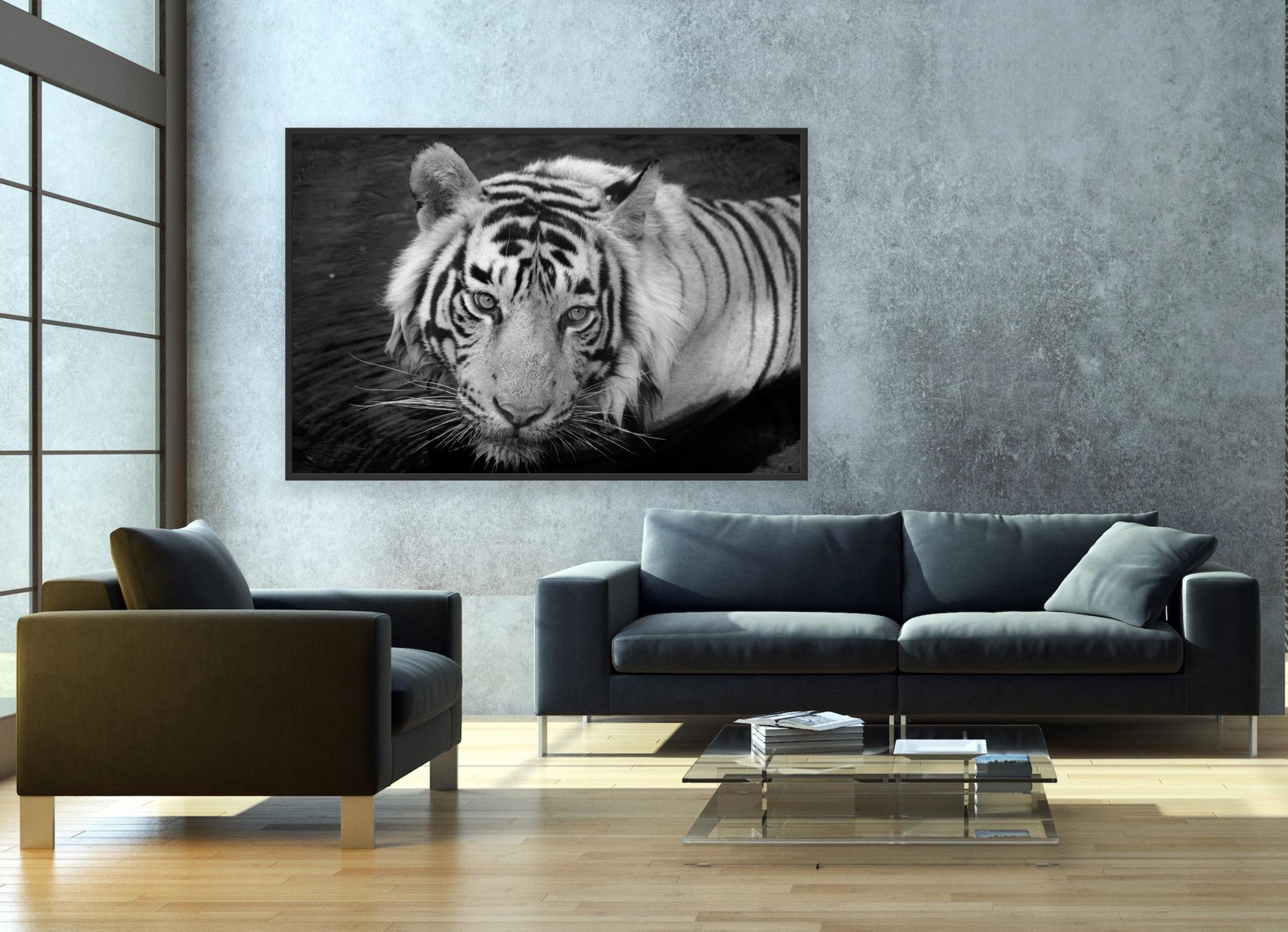 Landscape Nature Animal Photograph Large Black and White Tiger Water Lake India  For Sale 6
