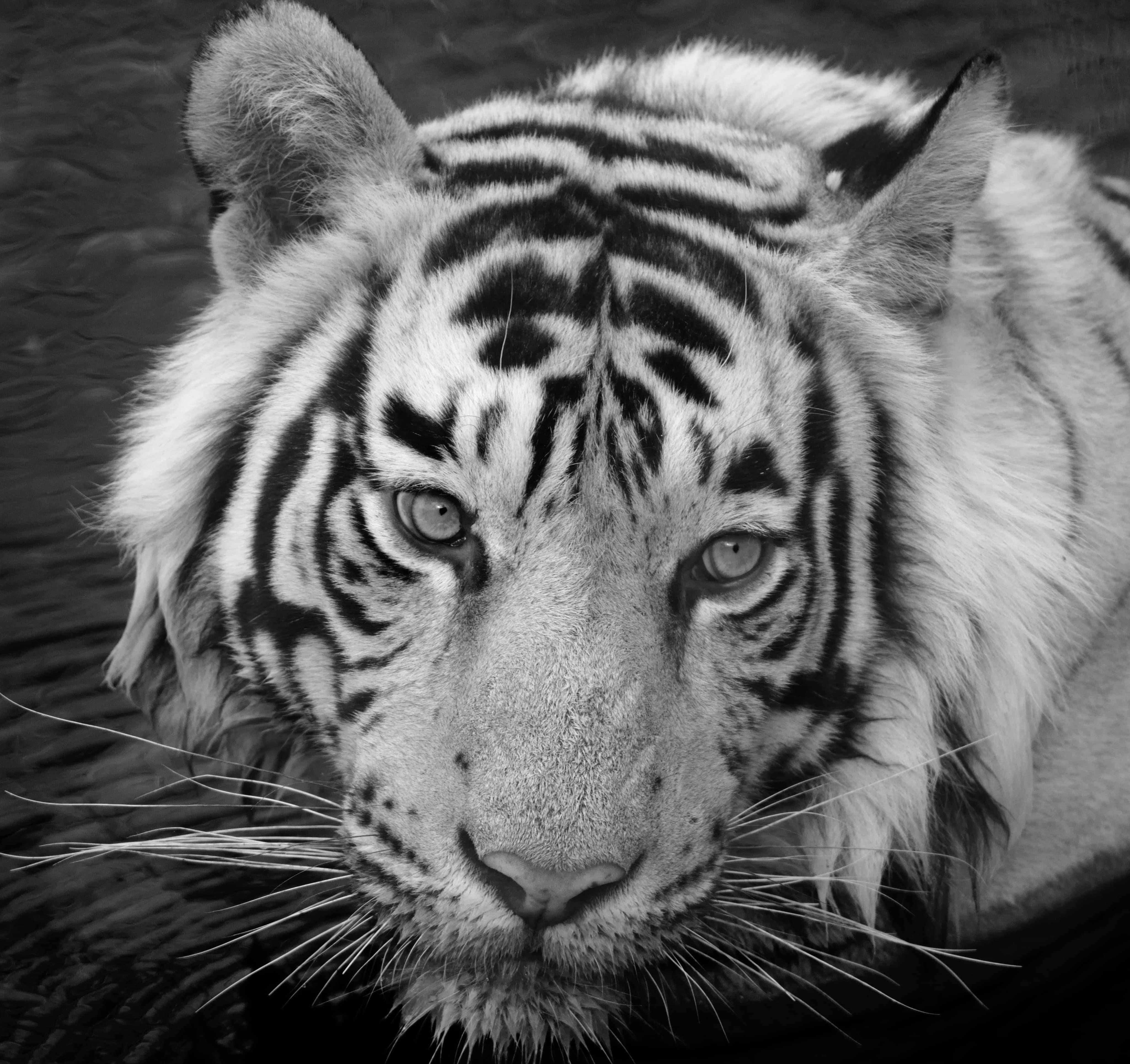 Landschaft Natur Tier Foto groß schwarz und weiß Tiger Wasser See Indien  – Photograph von Aditya Dicky Singh