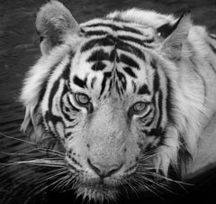 Tigre selvaggia Paesaggio Nature Animale Grande Bianco e Nero Acqua Lago India