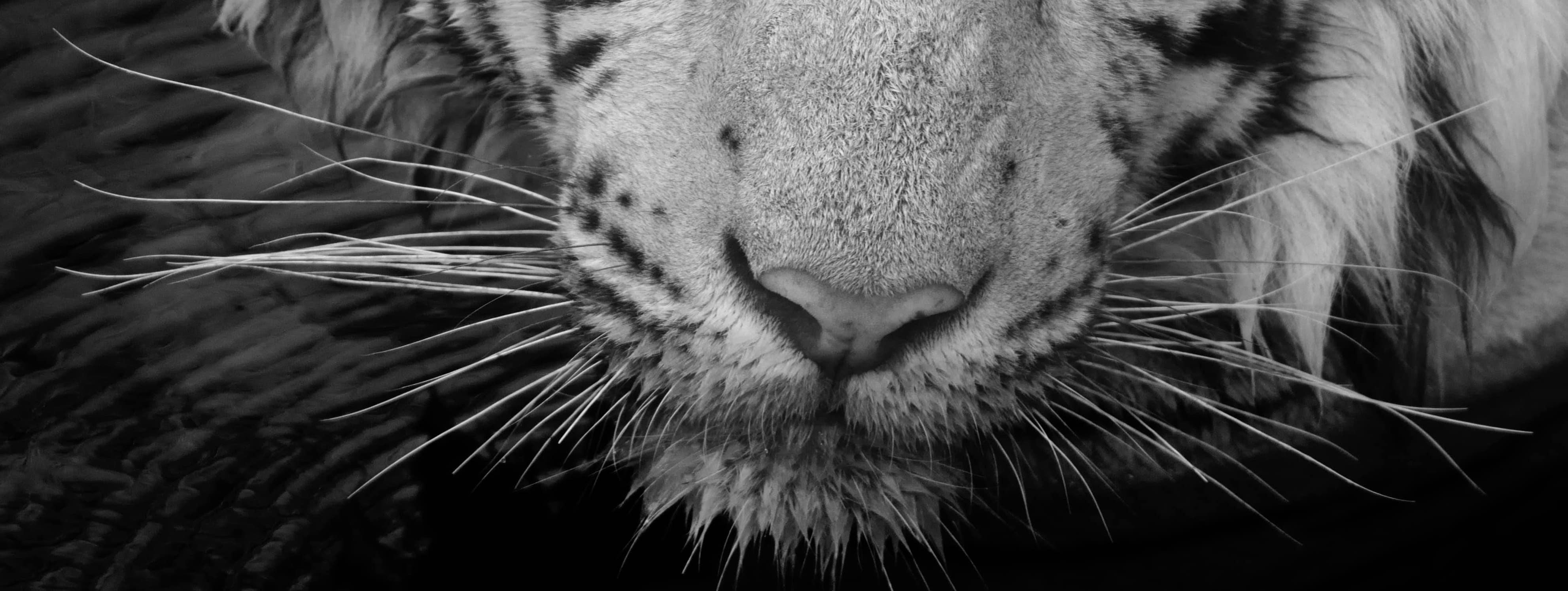 Landschaft Natur Tier Foto groß schwarz und weiß Tiger Wasser See Indien  (Schwarz), Black and White Photograph, von Aditya Dicky Singh