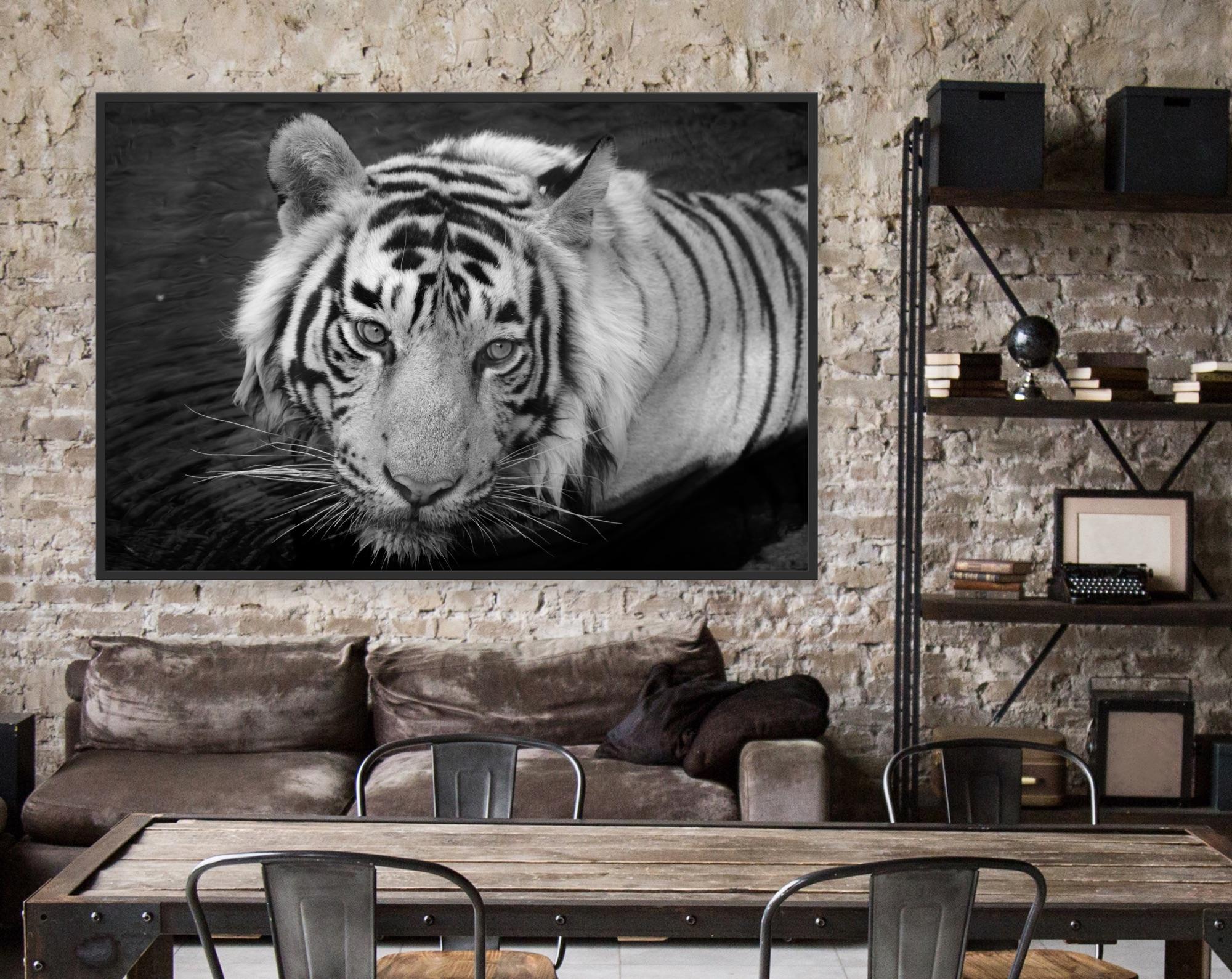 Landscape Nature Animal Photograph Large Black and White Tiger Water Lake India  For Sale 3