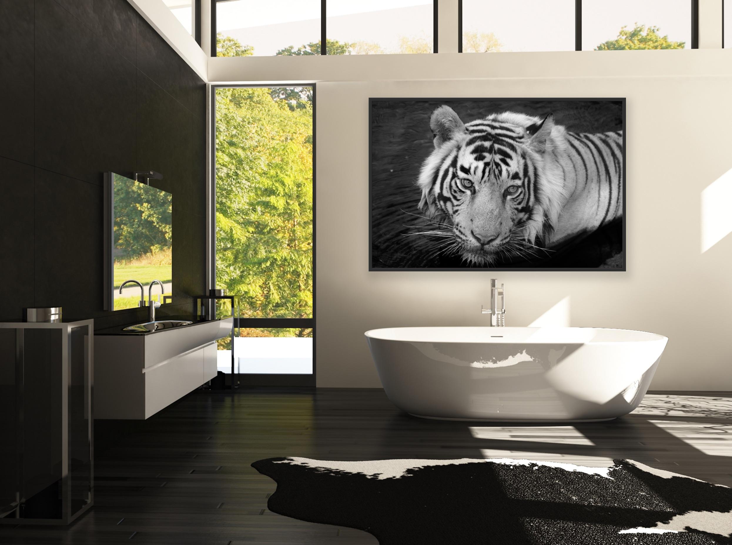 Landscape Nature Animal Photograph Large Black and White Tiger Water Lake India  For Sale 4