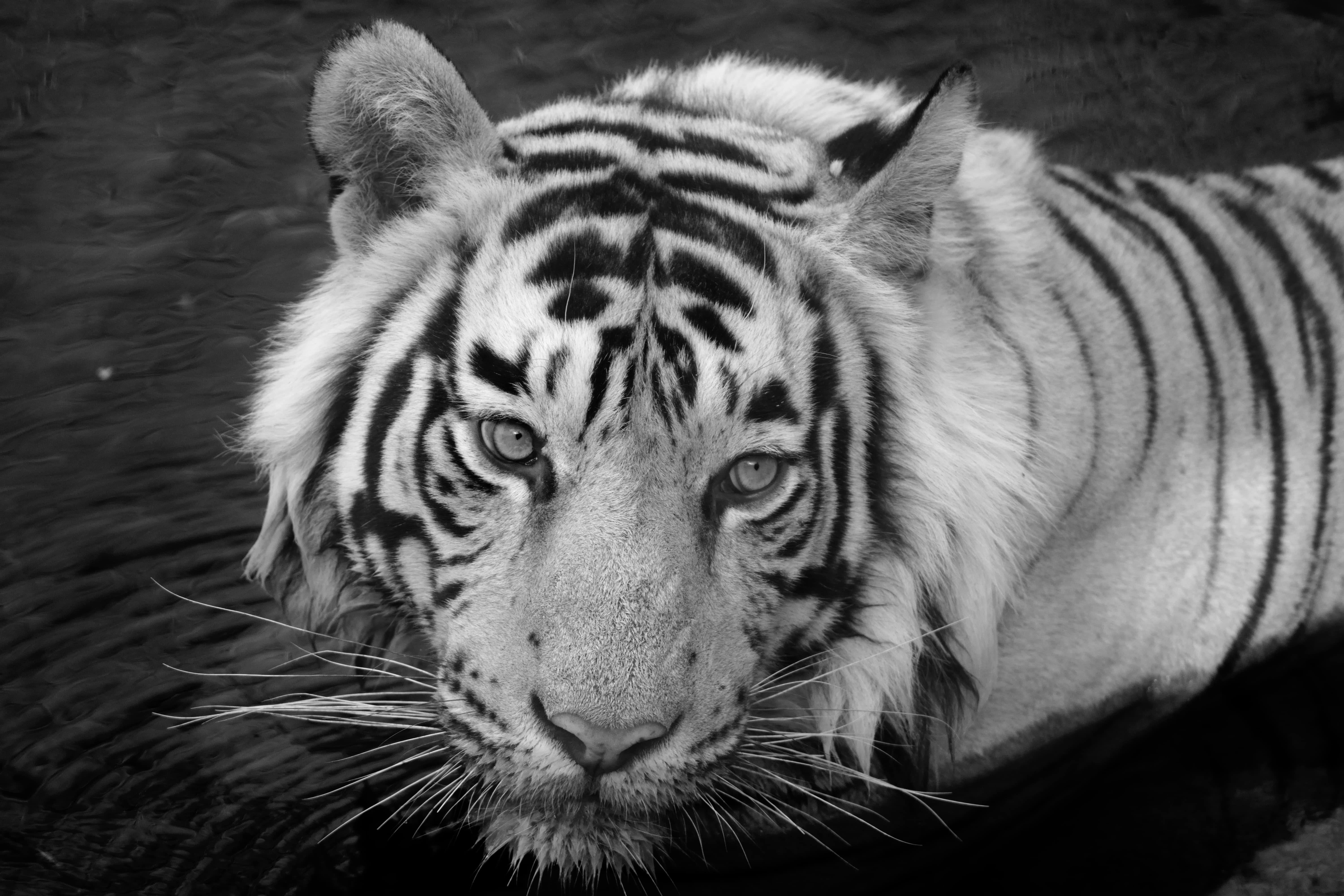 Aditya Dicky Singh Black and White Photograph – Landschaft Natur Tier Foto groß schwarz und weiß Tiger Wasser See Indien 