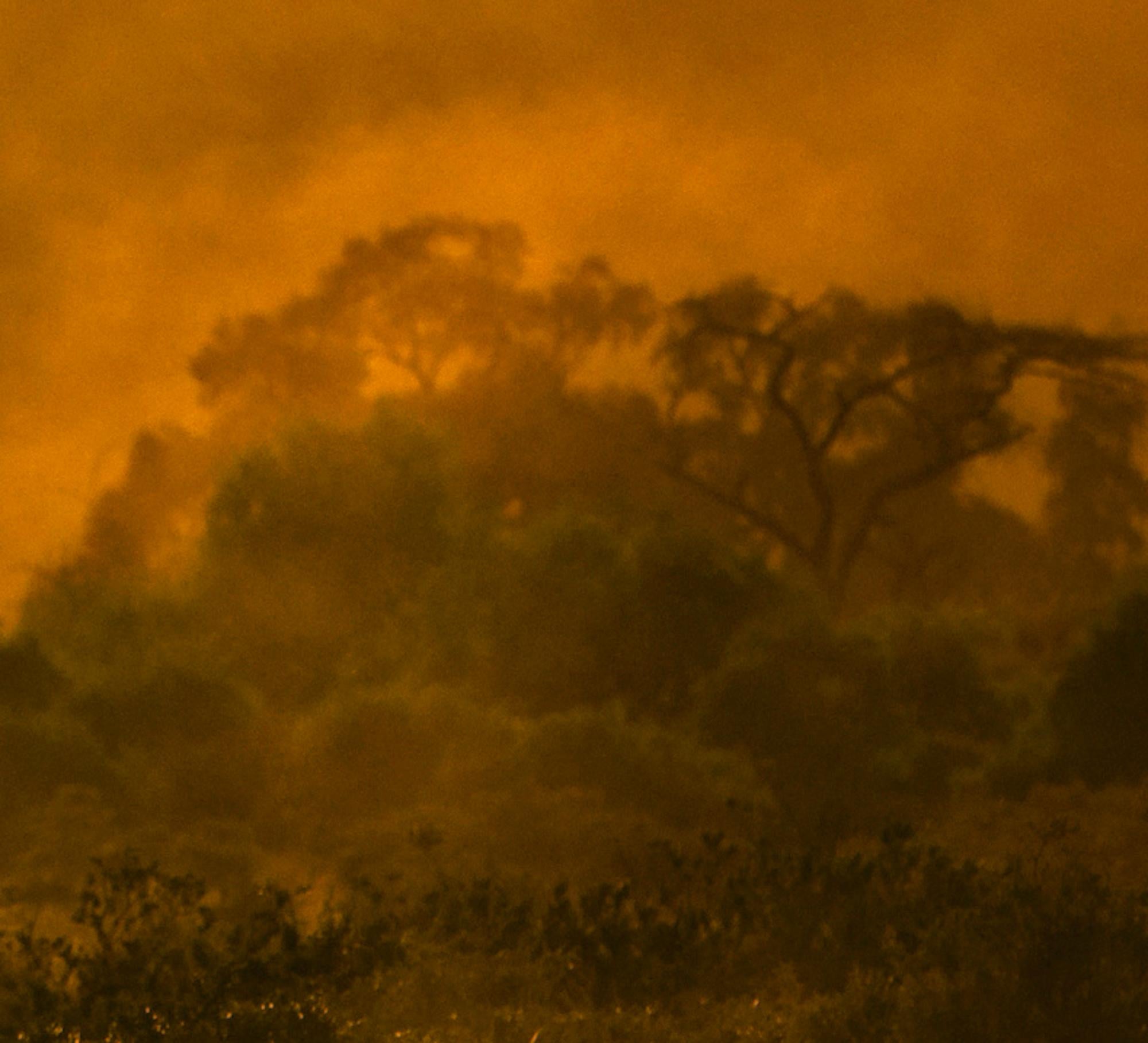  Landschaft Großes Foto Natur Elefant Wildtiere Afrika Orange Bäume Sonnenuntergang – Print von Aditya Dicky Singh