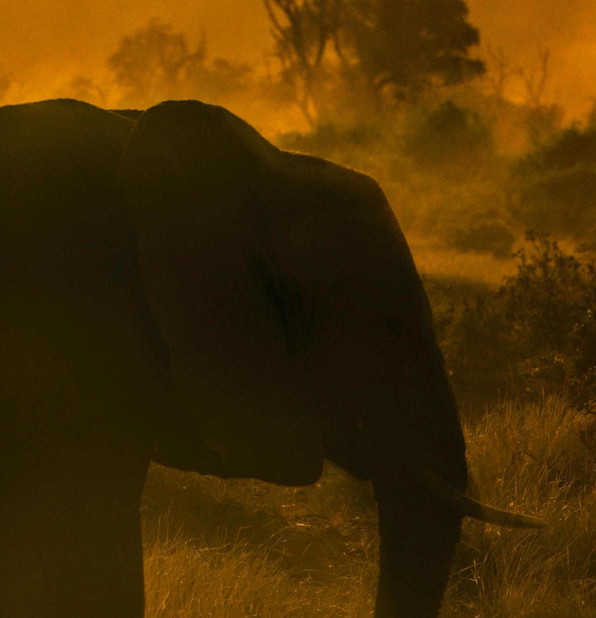  Landschaft Großes Foto Natur Elefant Wildtiere Afrika Orange Bäume Sonnenuntergang (Zeitgenössisch), Print, von Aditya Dicky Singh