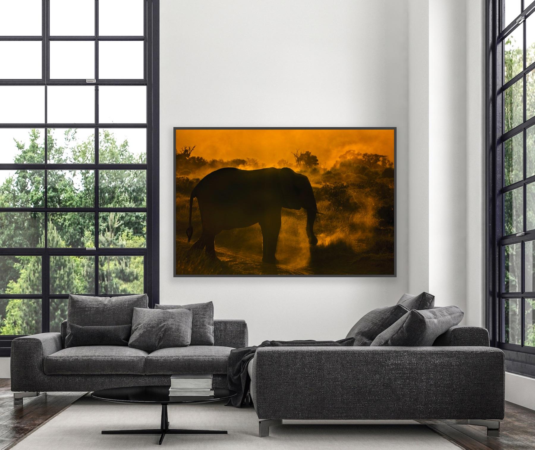  Landscape Large Photograph Nature Elephant Wildlife Africa Orange Trees Sunset - Contemporary Print by Aditya Dicky Singh