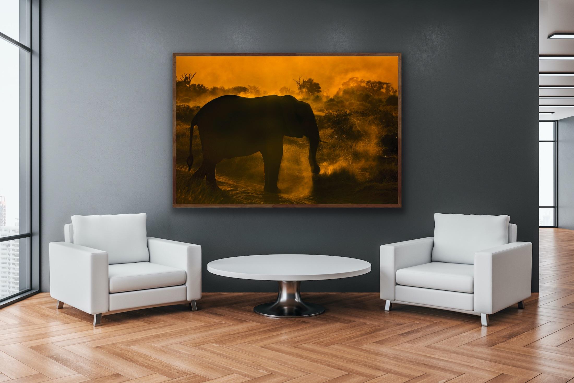  Paysage Grande Photographie Nature Eléphant Faune Afrique Orange Arbres Coucher de soleil en vente 4