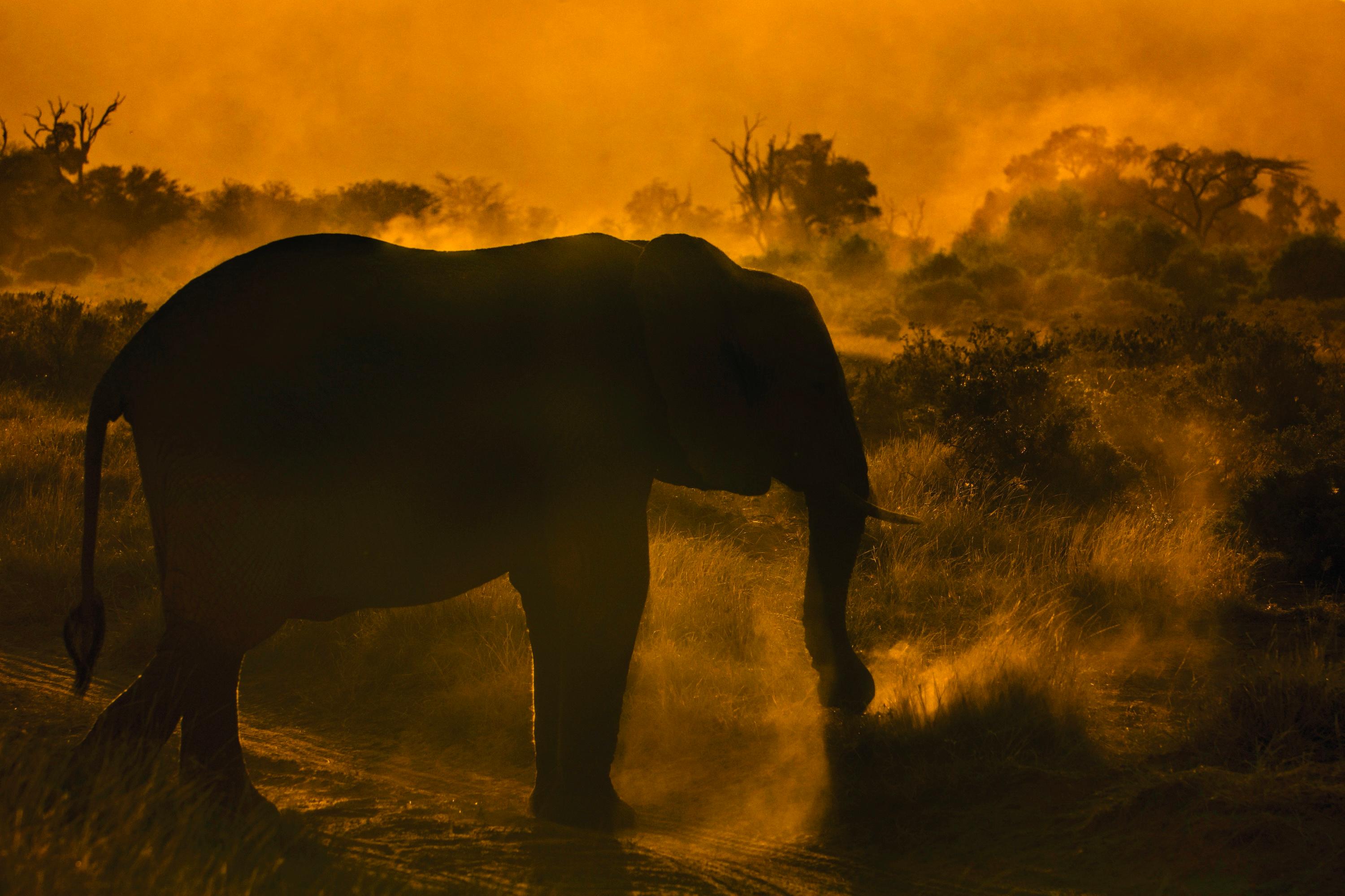 Animal Print Aditya Dicky Singh -  Paysage Grande Photographie Nature Eléphant Faune Afrique Orange Arbres Coucher de soleil