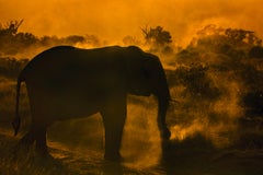  Collectors Limited Edition Colour Elephant Wildlife Kenya National Park Sunset