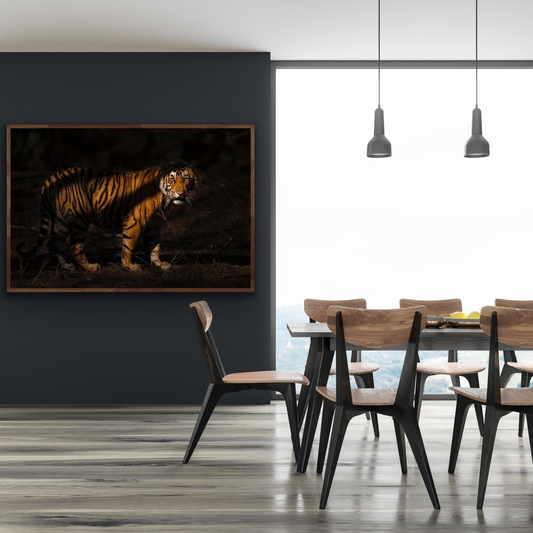 Wildlife Tiger Nature Grande fotografia a colori Luce notturna India Foresta - Photograph Contemporaneo di Aditya Dicky Singh