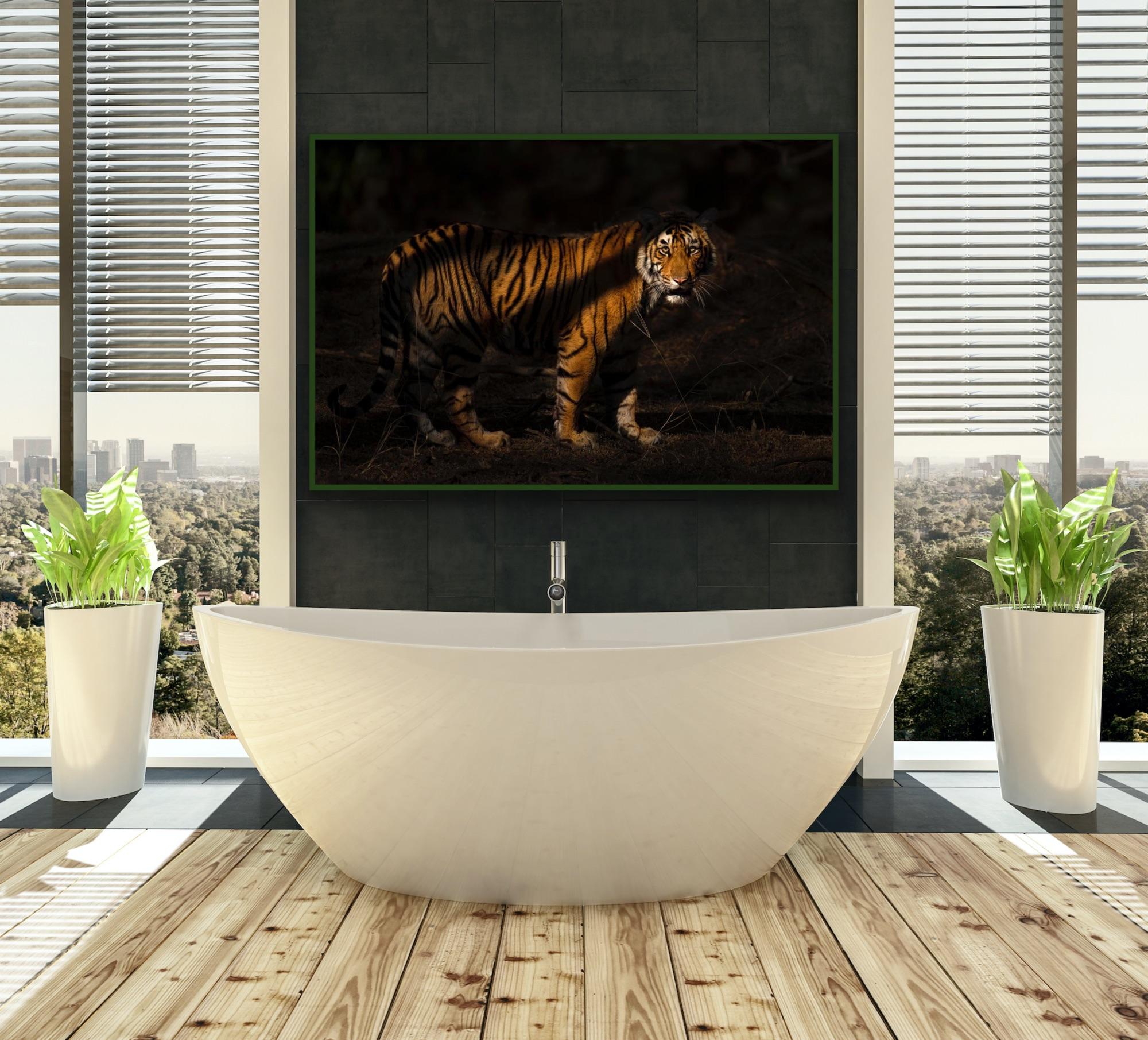 Wildlife Tiger Nature Grande fotografia a colori Luce notturna India Foresta - Landscape Photograph Nero di Aditya Dicky Singh