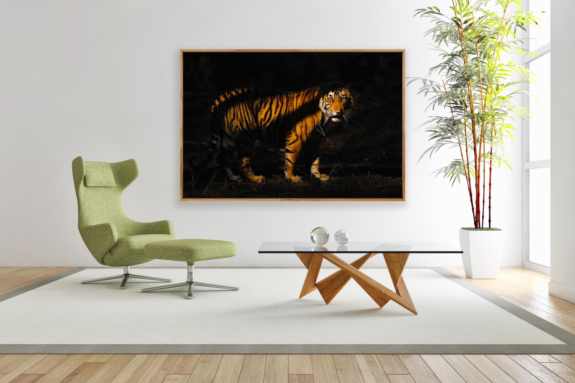 Wildlife Tiger Nature Grande fotografia a colori Luce notturna India Foresta 1