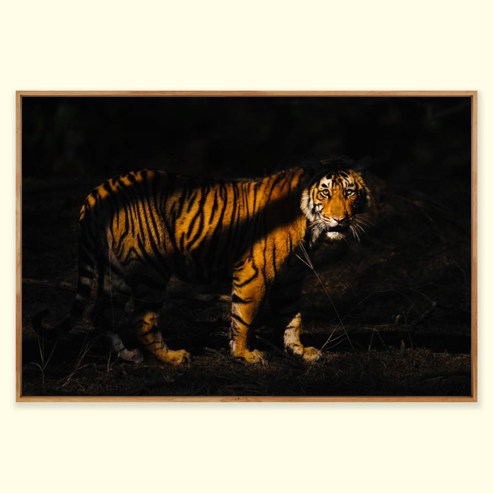 Wildlife Tiger Nature Grande fotografia a colori Luce notturna India Foresta 3