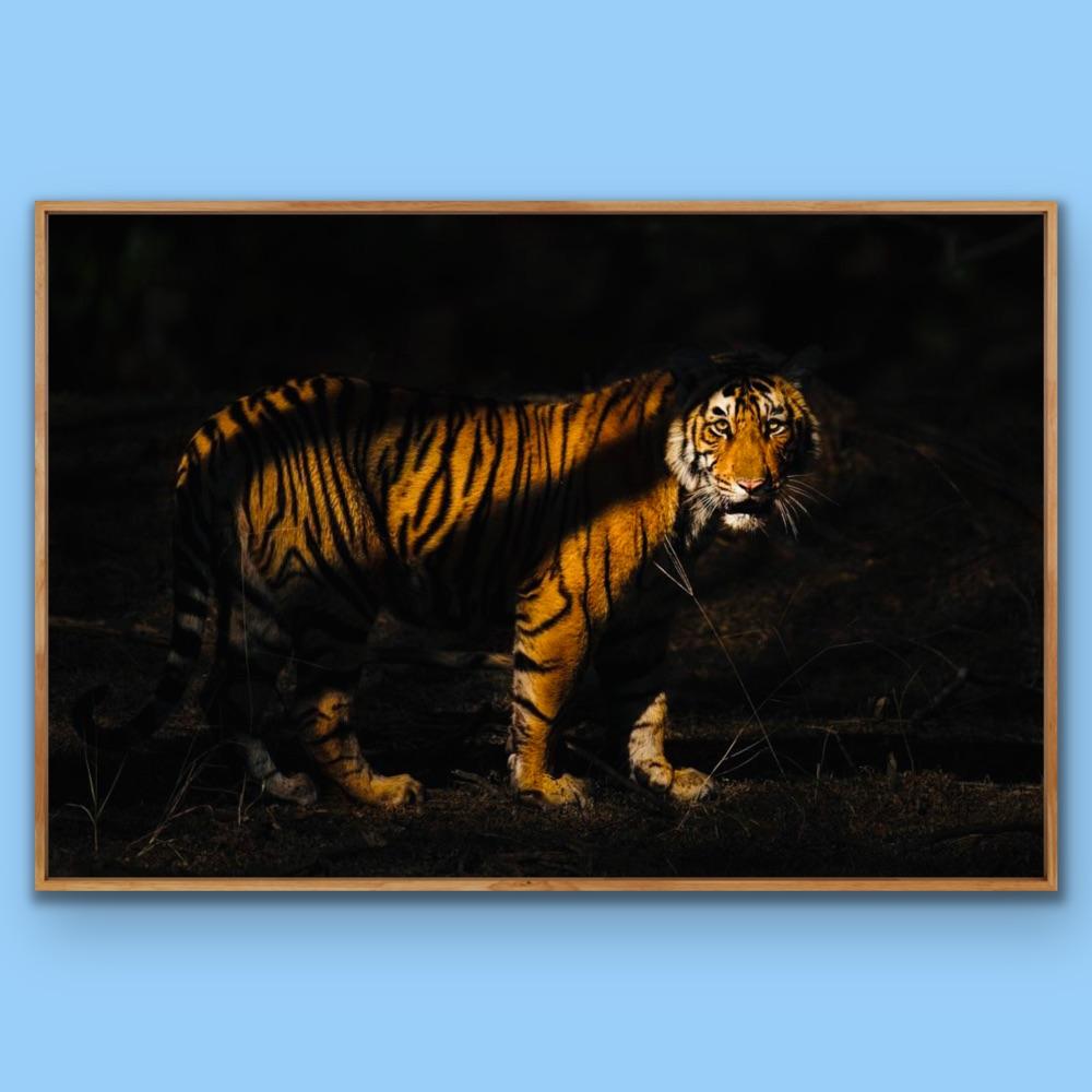 Wildlife Tiger Nature Grande fotografia a colori Luce notturna India Foresta 4