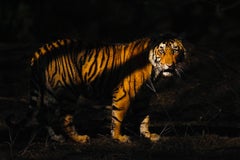 Wildlife Tiger Nature Grande fotografia a colori Luce notturna India Foresta