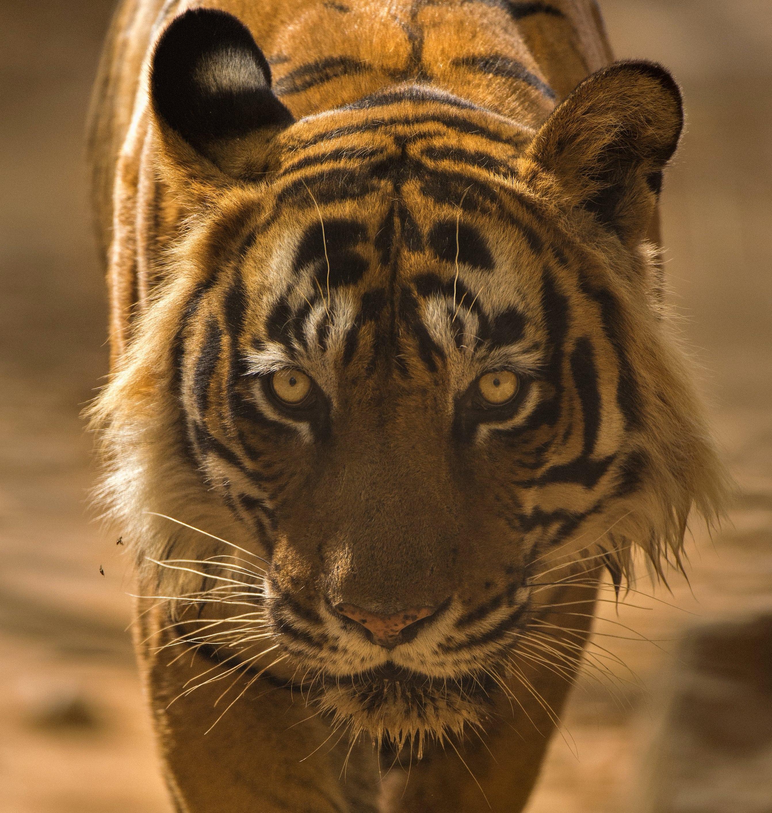 Landscape Large Tiger Photograph Nature India Wildlife Forest Colour - Print by Aditya Dicky Singh