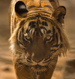 Landschaft Großer Tiger Fotografie Natur Indien Wildtiere Wald Farbe