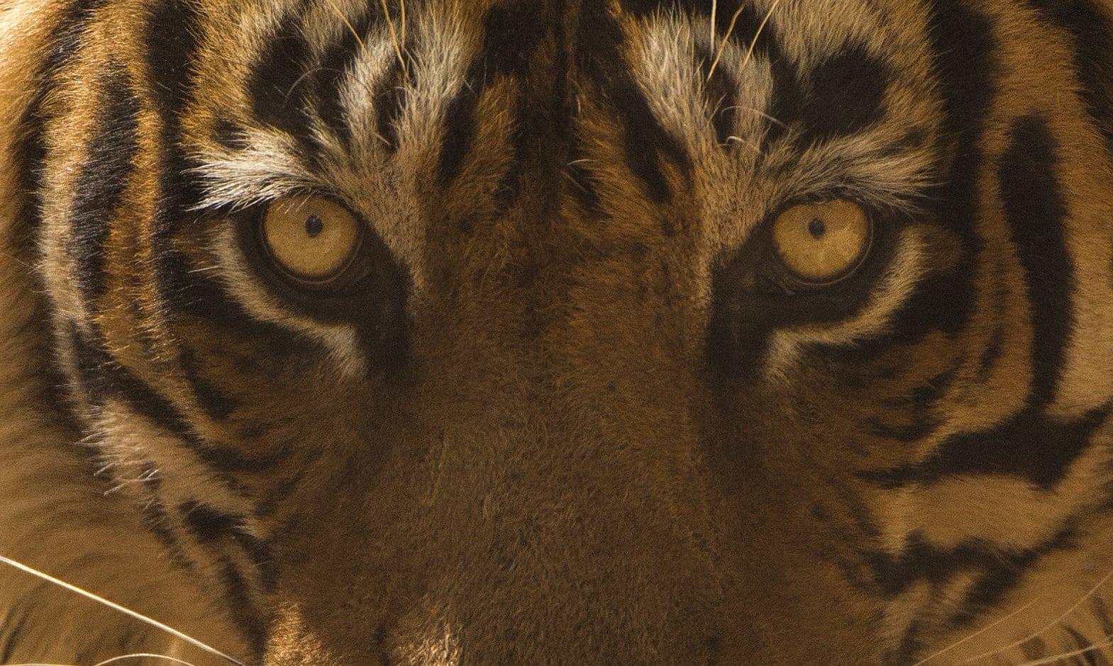 Paysage Grand Tigre Photographie Nature Inde Faune Forêt Couleur - Contemporain Print par Aditya Dicky Singh