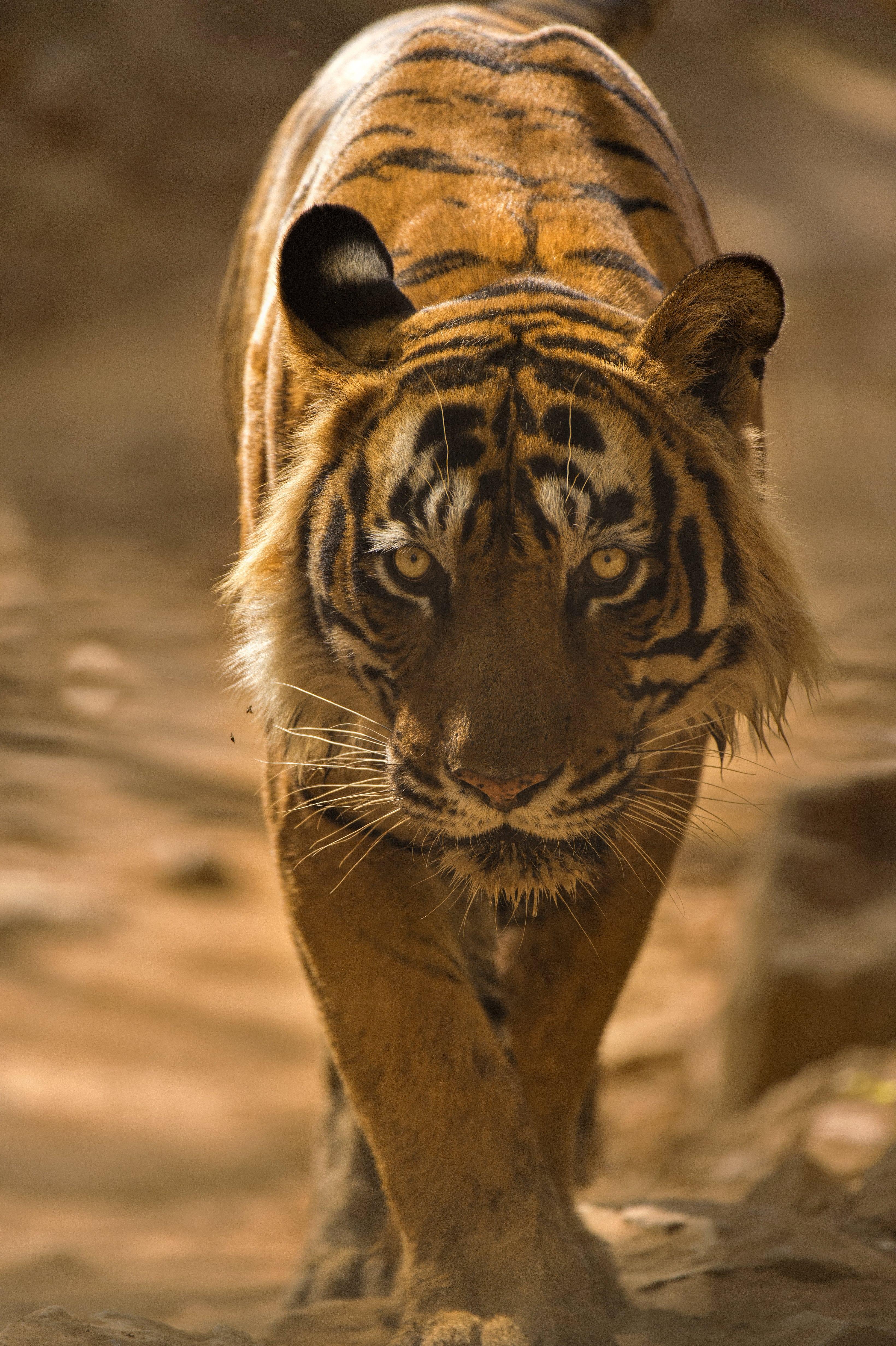 Landschaft Großer Tiger Fotografie Natur Indien Wildtiere Wald Farbe