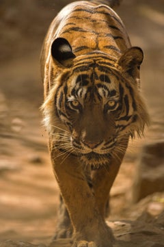 Landscape Large Tiger Photograph Nature India Wildlife Forest Colour
