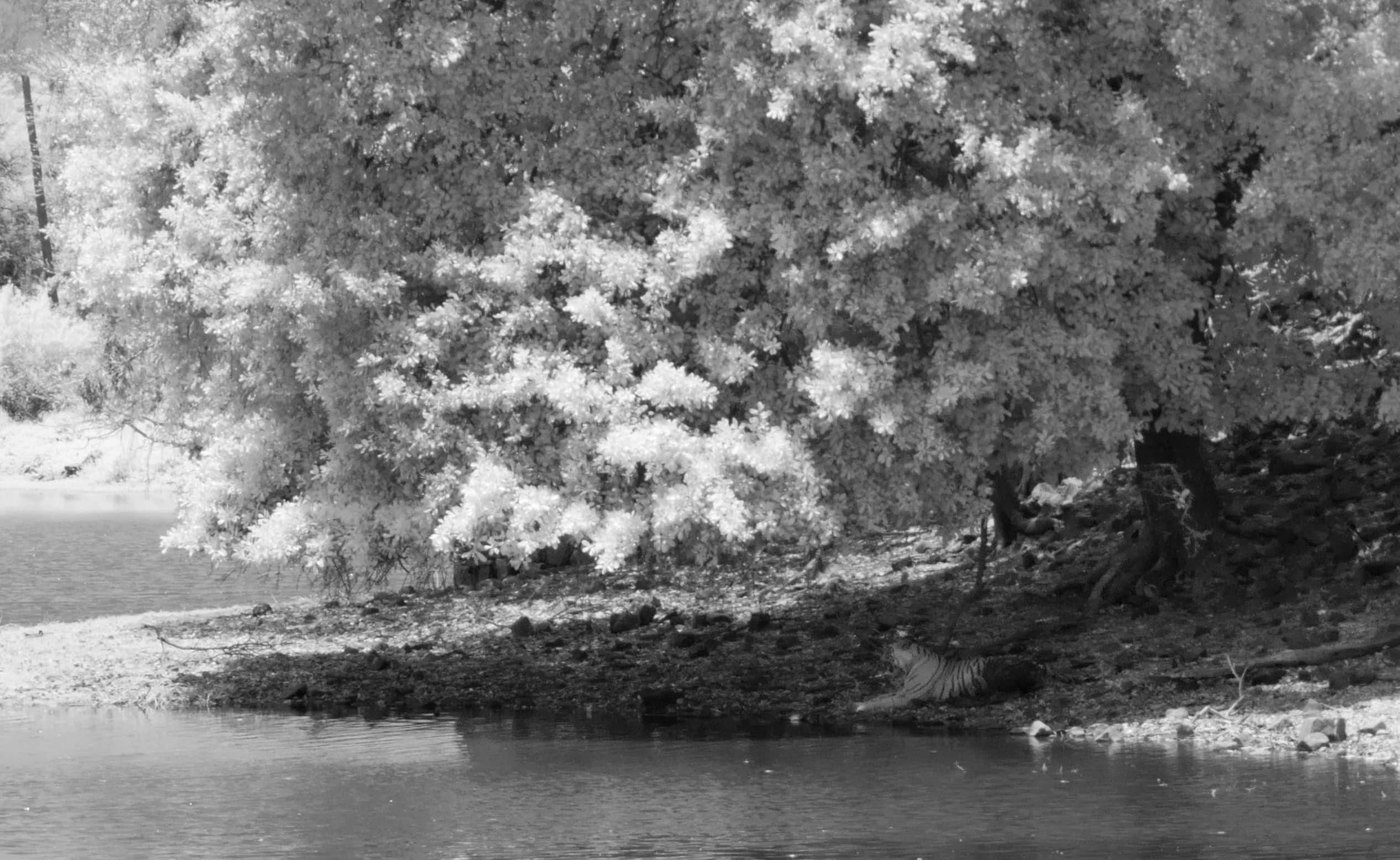 Landschaftsfotografie Natur Groß Schwarz Weiß Infrarot  Indien Tiger Lake Trees (Zeitgenössisch), Photograph, von Aditya Dicky Singh