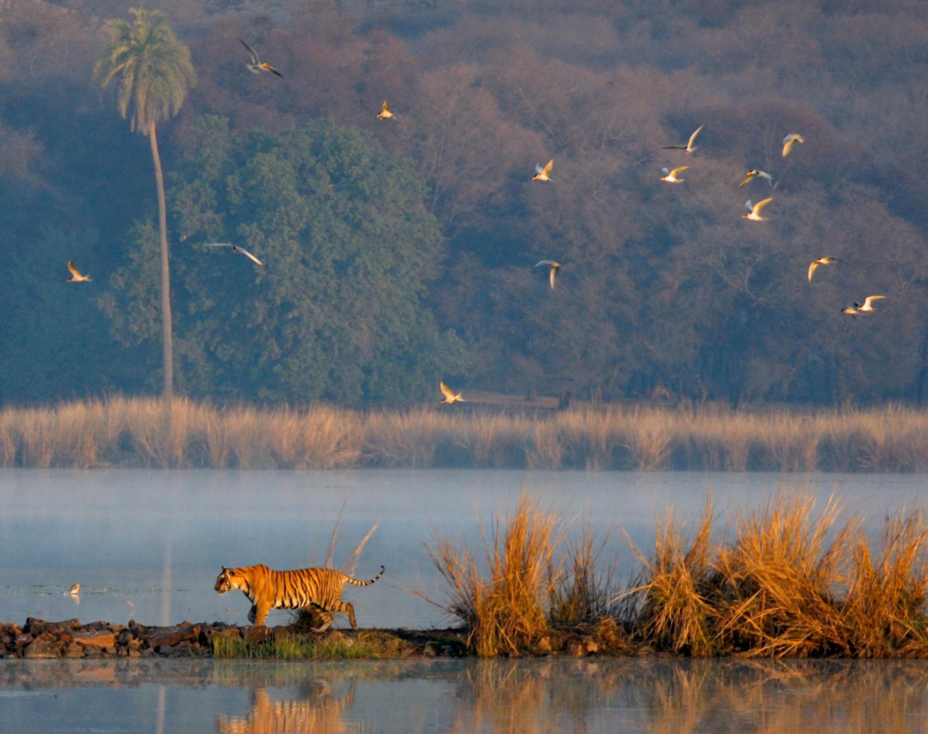 Wildlife Tiger Landscape India Photograph Nature Large Sunset Lake Tree Water - Gris Color Photograph par Aditya Dicky Singh