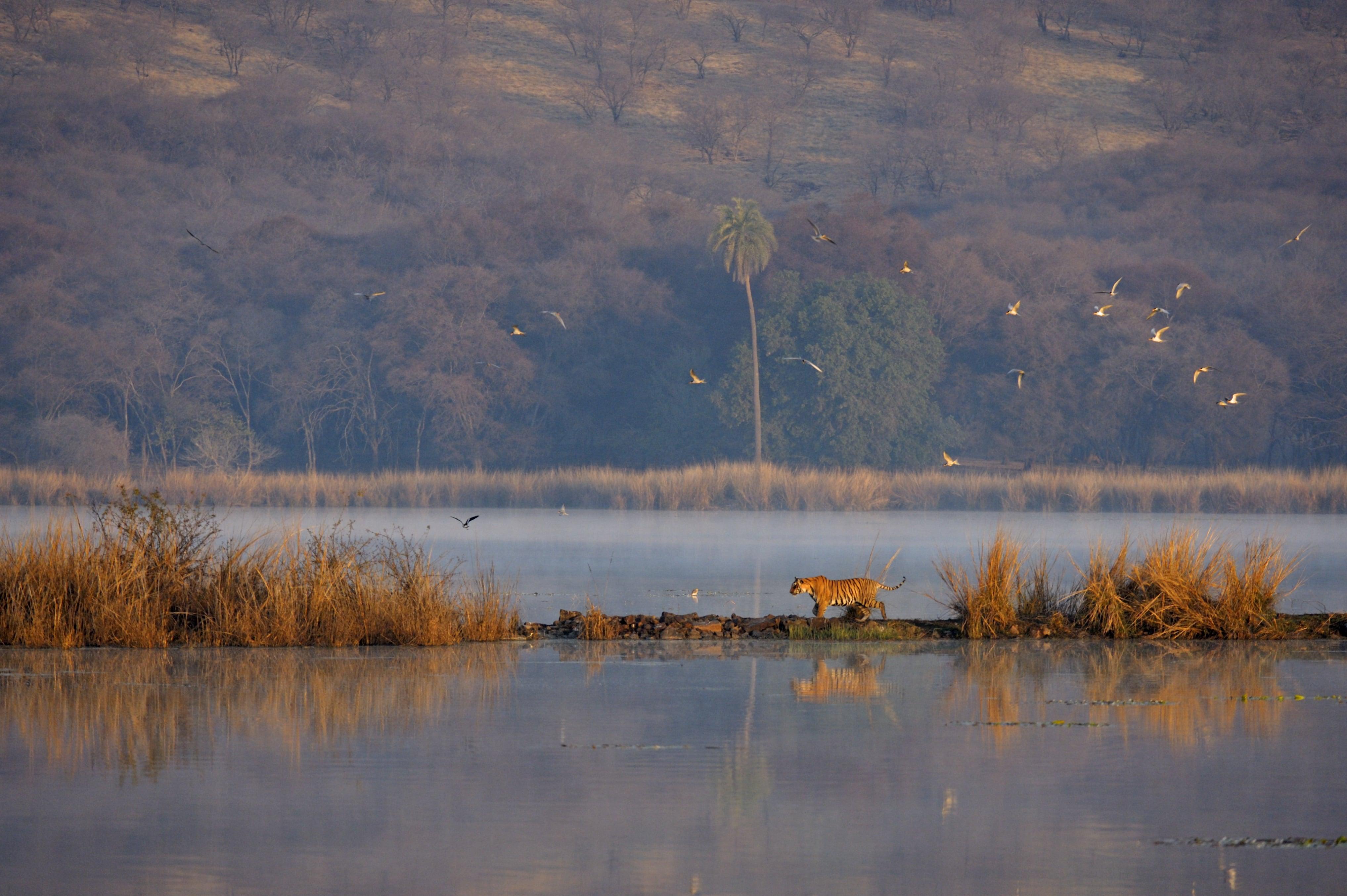 Color Photograph Aditya Dicky Singh - Wildlife Tiger Landscape India Photograph Nature Large Sunset Lake Tree Water