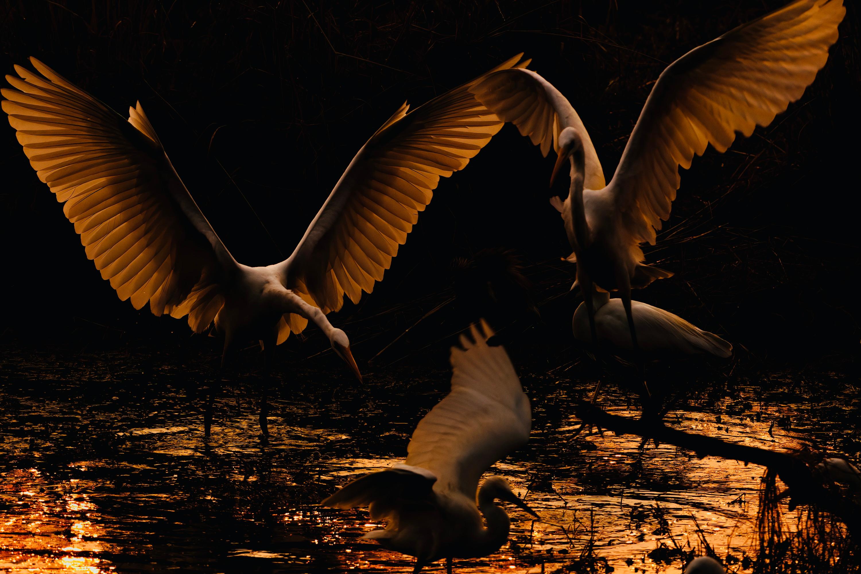 Aditya Dicky Singh Color Photograph - Animal Nature Photography Large White Birds Great Egrets 2/8 India Dawn Wildlife