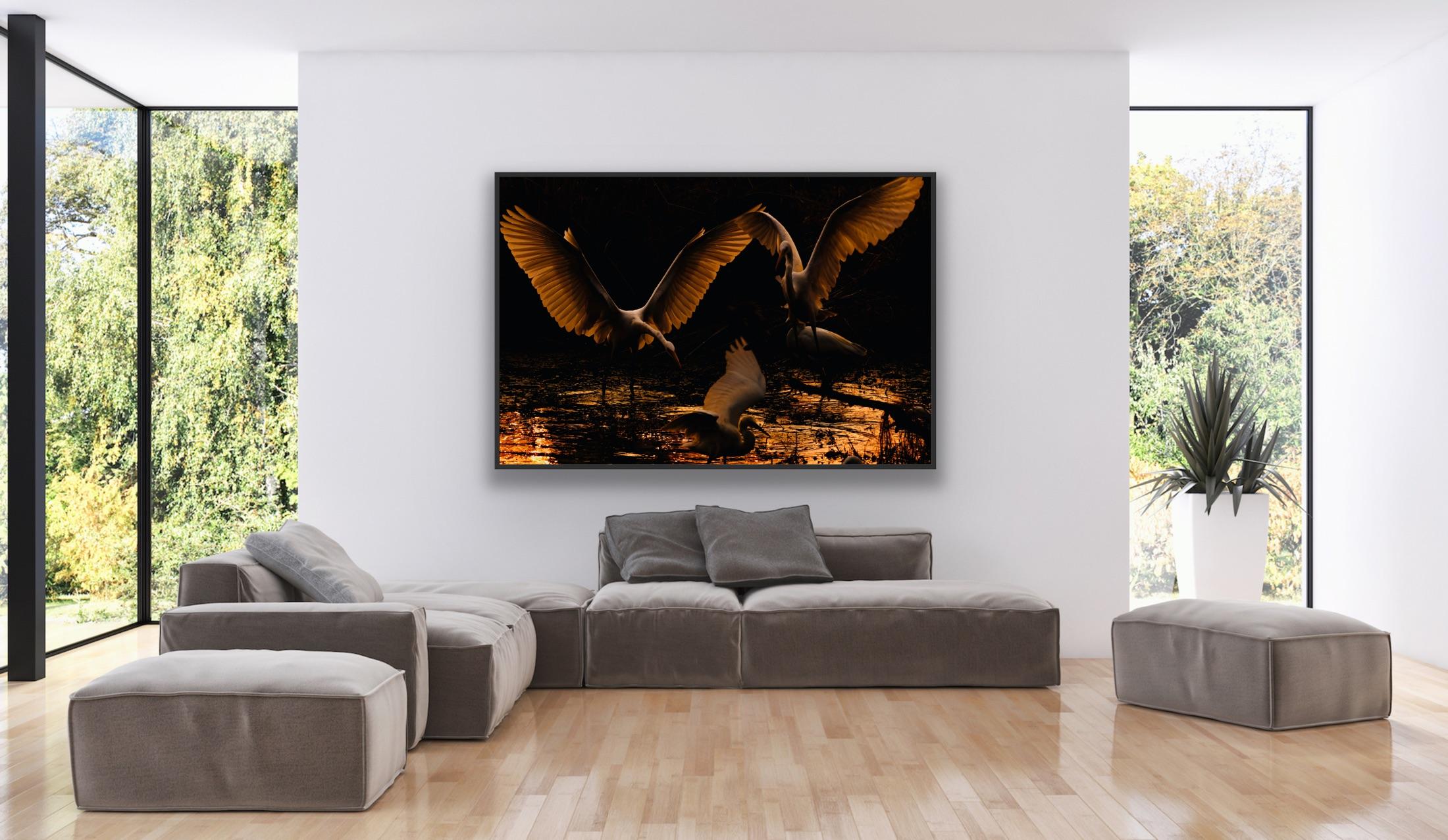 Reiher Vögel Groß Natur Landschaft Fotografie Indien Dämmerung Wildlife Wasser Weiß im Angebot 7