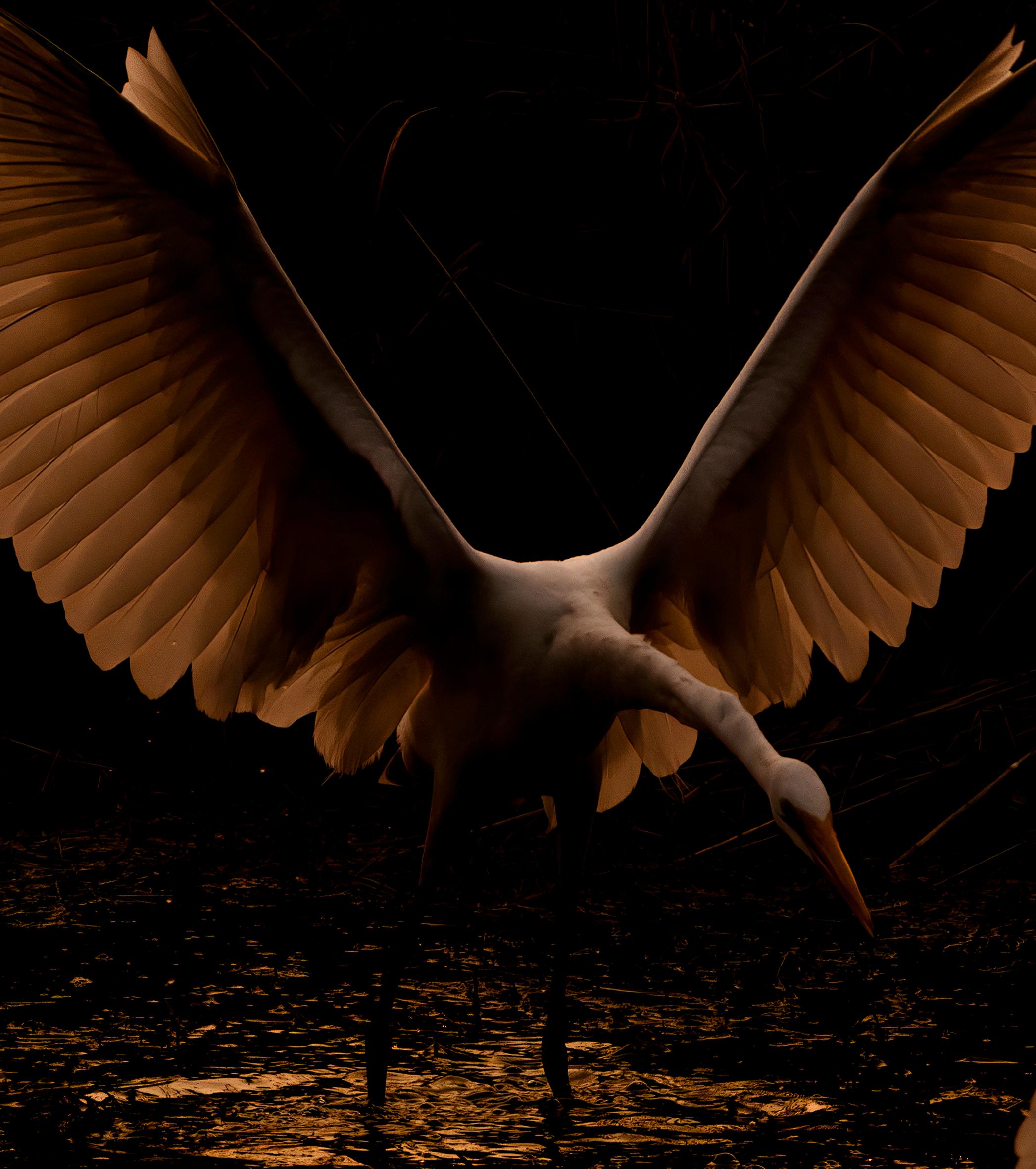 Reiher Vögel Groß Natur Landschaft Fotografie Indien Dämmerung Wildlife Wasser Weiß – Photograph von Aditya Dicky Singh
