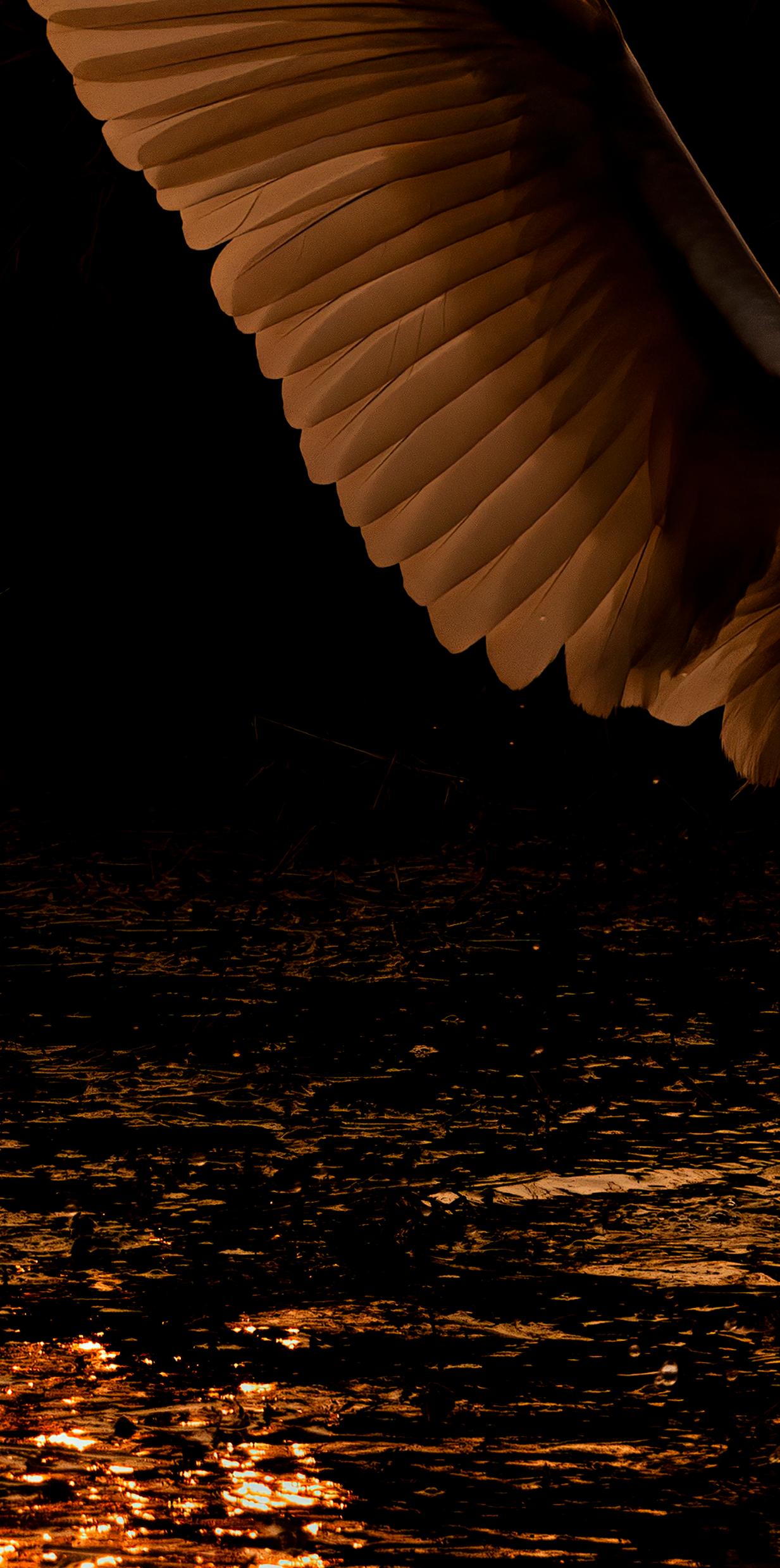 Aigrettes Oiseaux Grande Nature Paysage Photographie Inde Aube Vie Sauvage Eau Blanc en vente 1