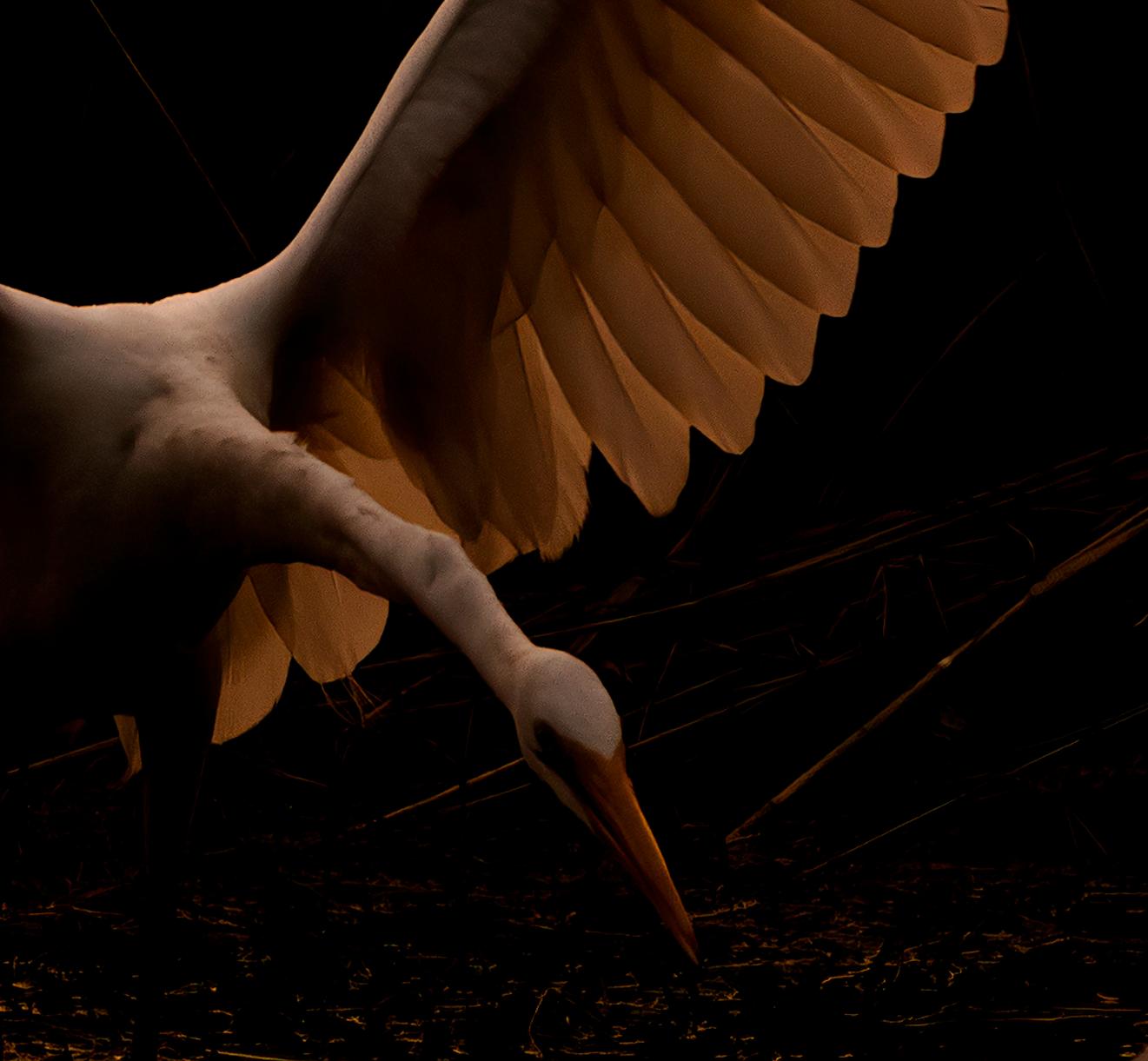 Reiher Vögel Groß Natur Landschaft Fotografie Indien Dämmerung Wildlife Wasser Weiß (Schwarz), Color Photograph, von Aditya Dicky Singh