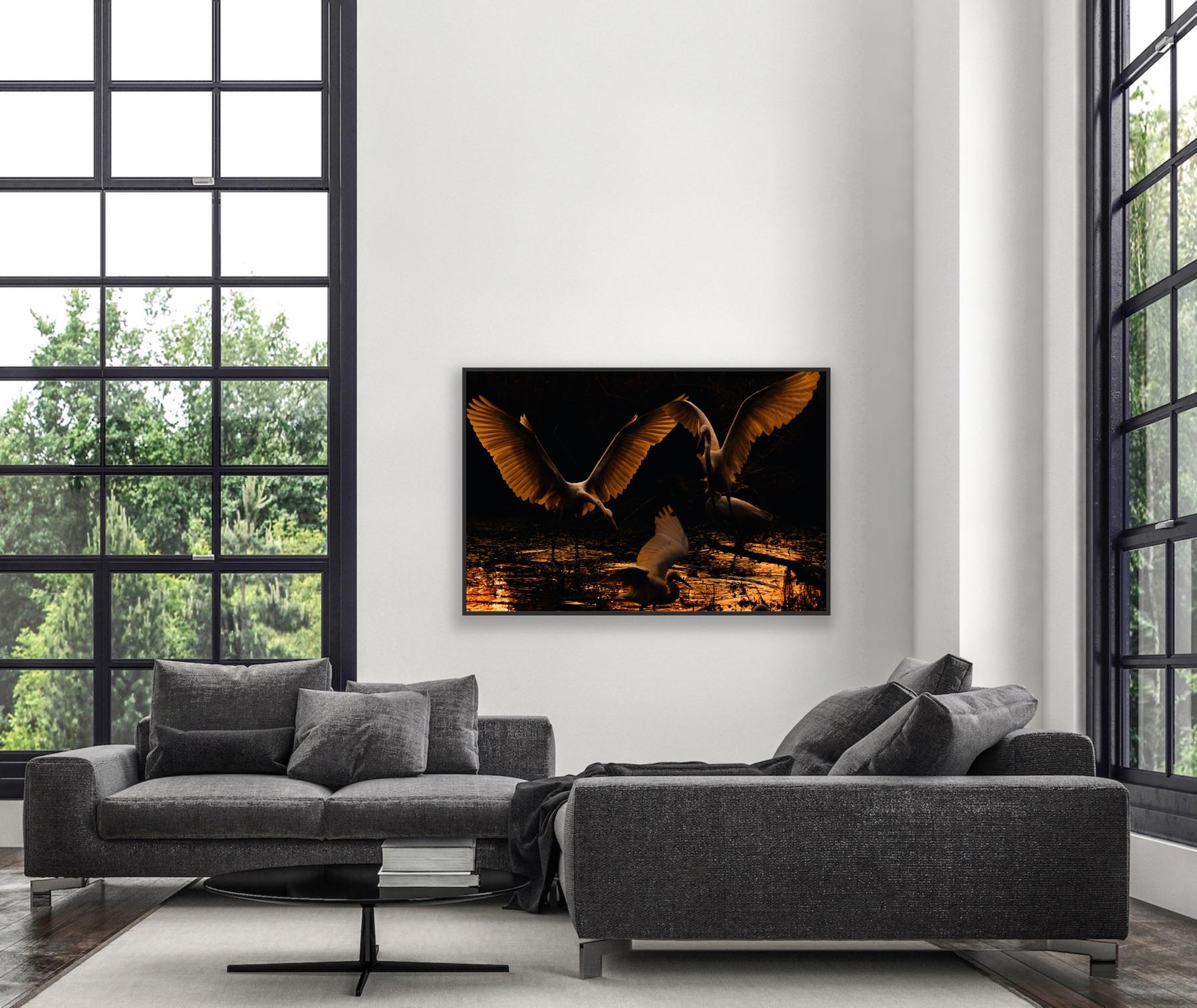 Reiher Vögel Groß Natur Landschaft Fotografie Indien Dämmerung Wildlife Wasser Weiß im Angebot 3