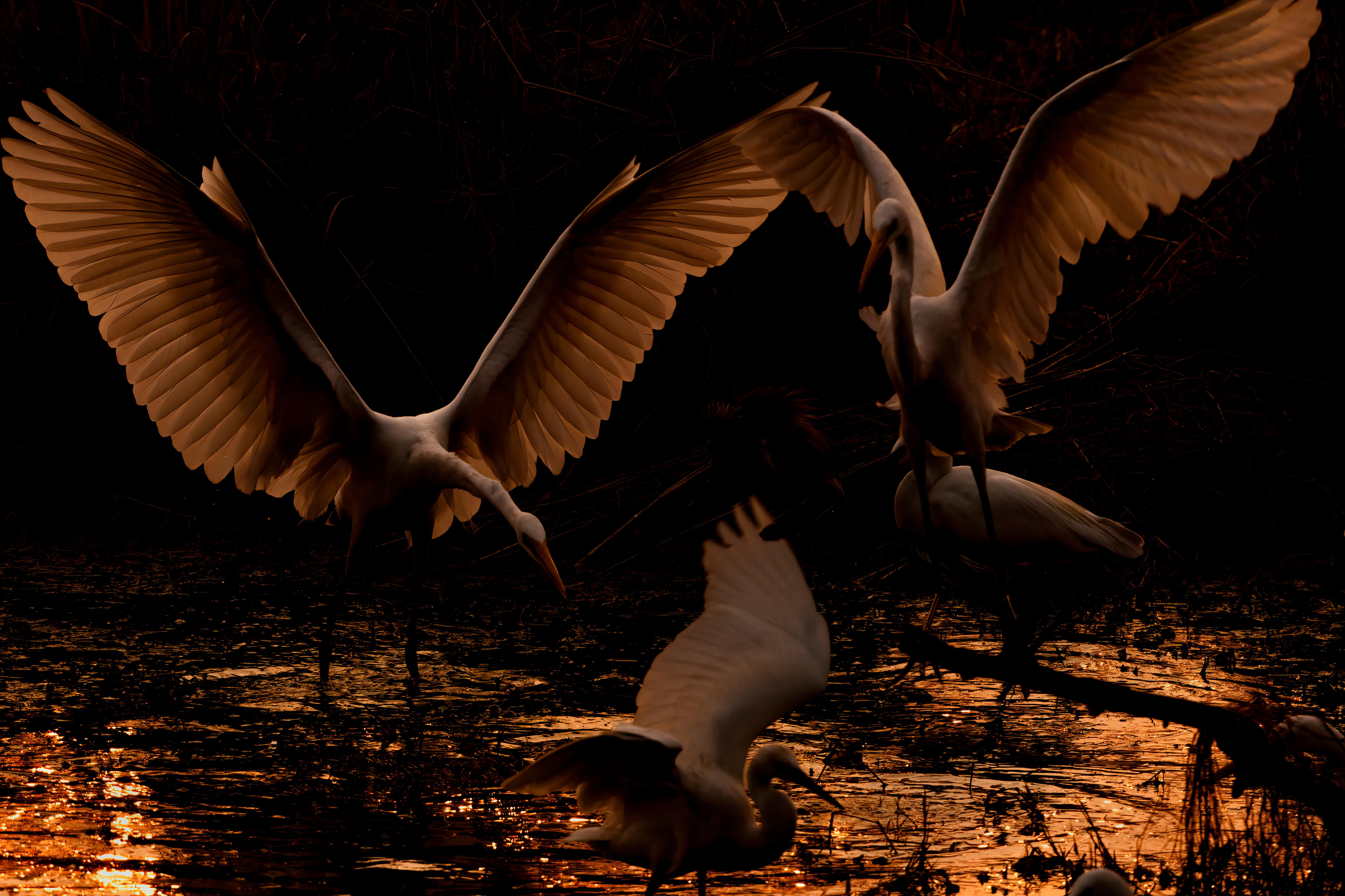 Color Photograph Aditya Dicky Singh - Aigrettes Oiseaux Grande Nature Paysage Photographie Inde Aube Vie Sauvage Eau Blanc