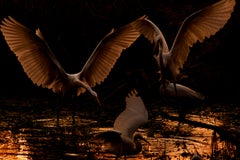 Reiher Vögel Groß Natur Landschaft Fotografie Indien Dämmerung Wildlife Wasser Weiß