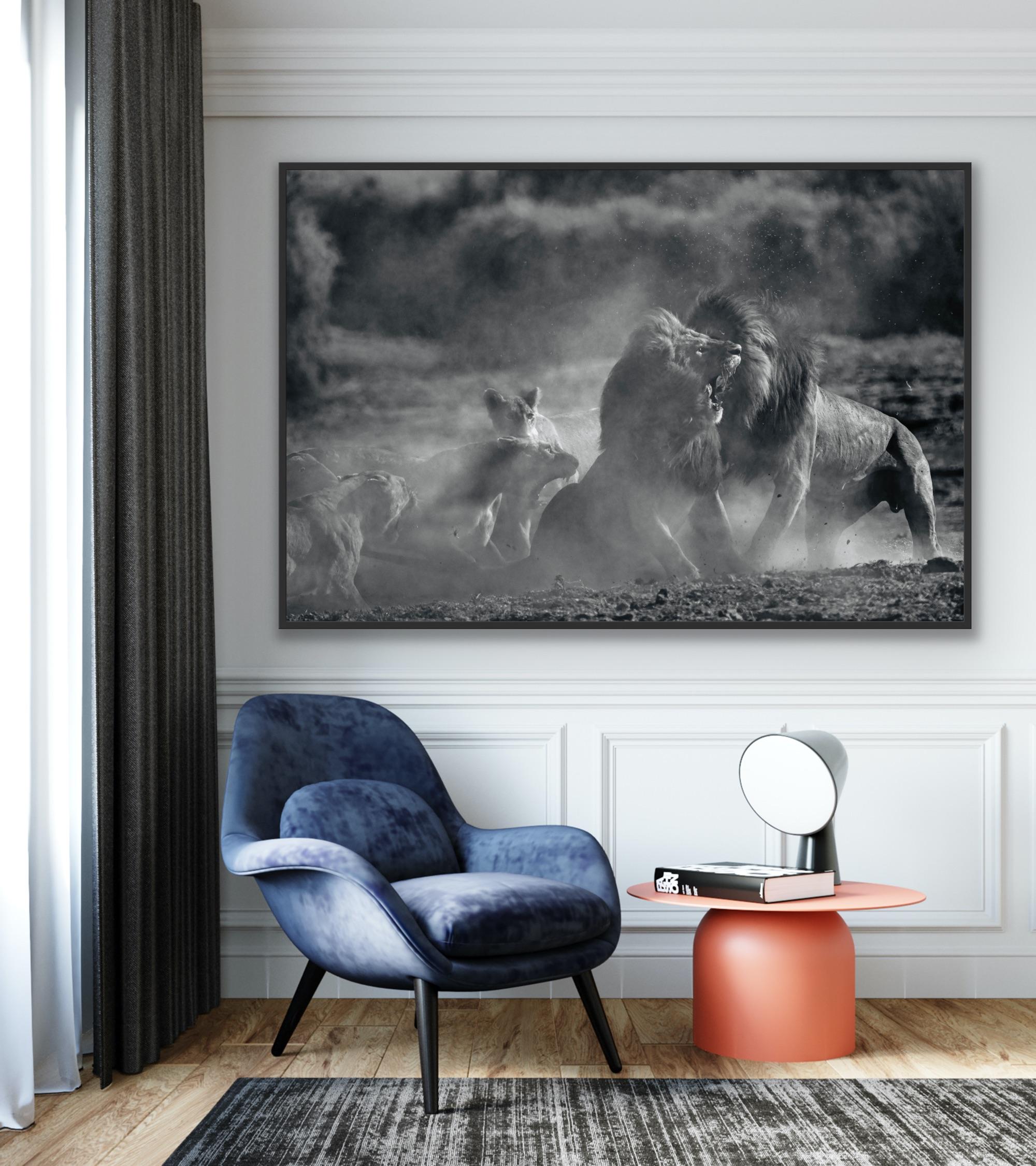 Animal Landscape Large Photograph Nature Africa Lions Wildlife Black and White For Sale 6