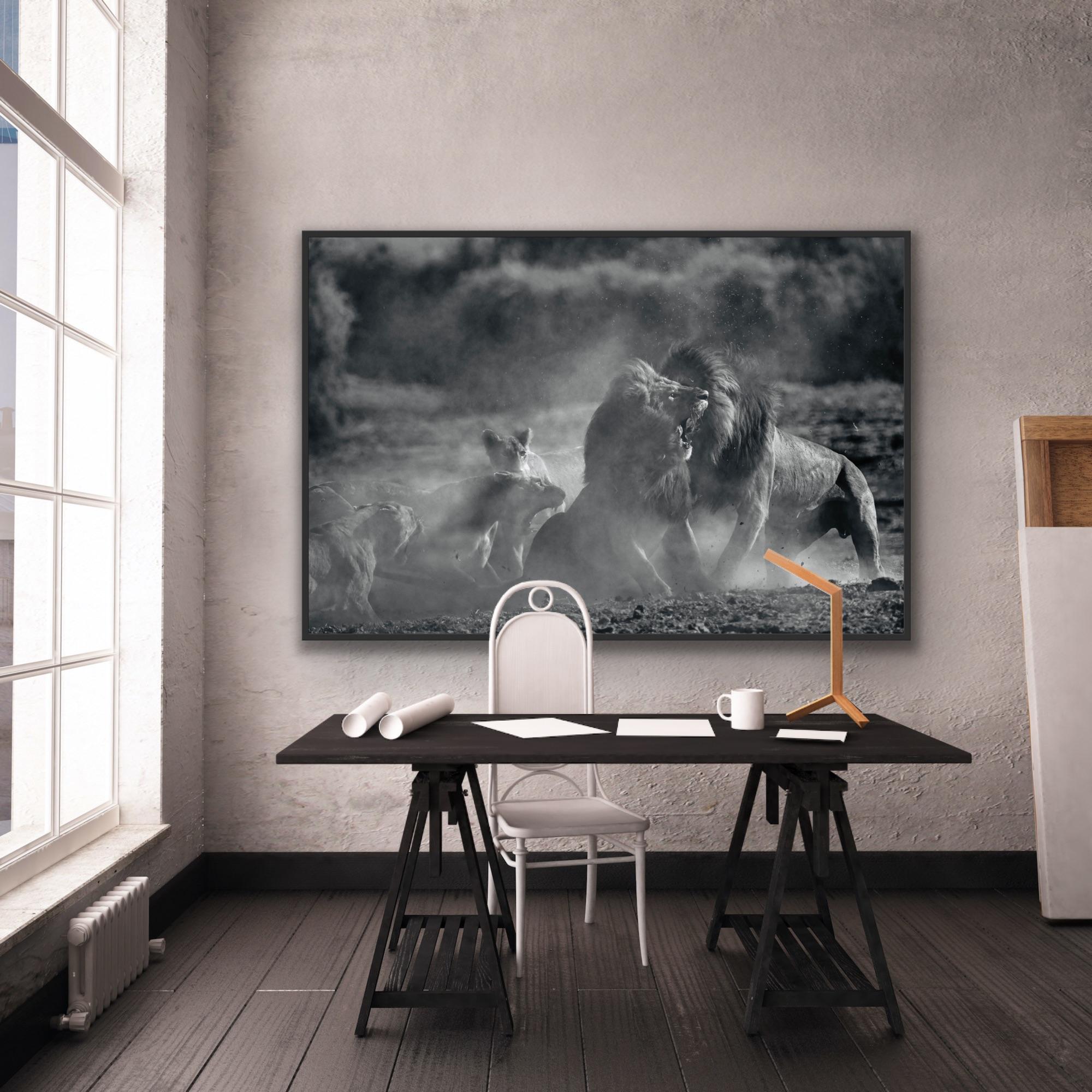 Tier Landschaft Großes Foto Natur Afrika Löwen Wildtiere Schwarz und Weiß im Angebot 7