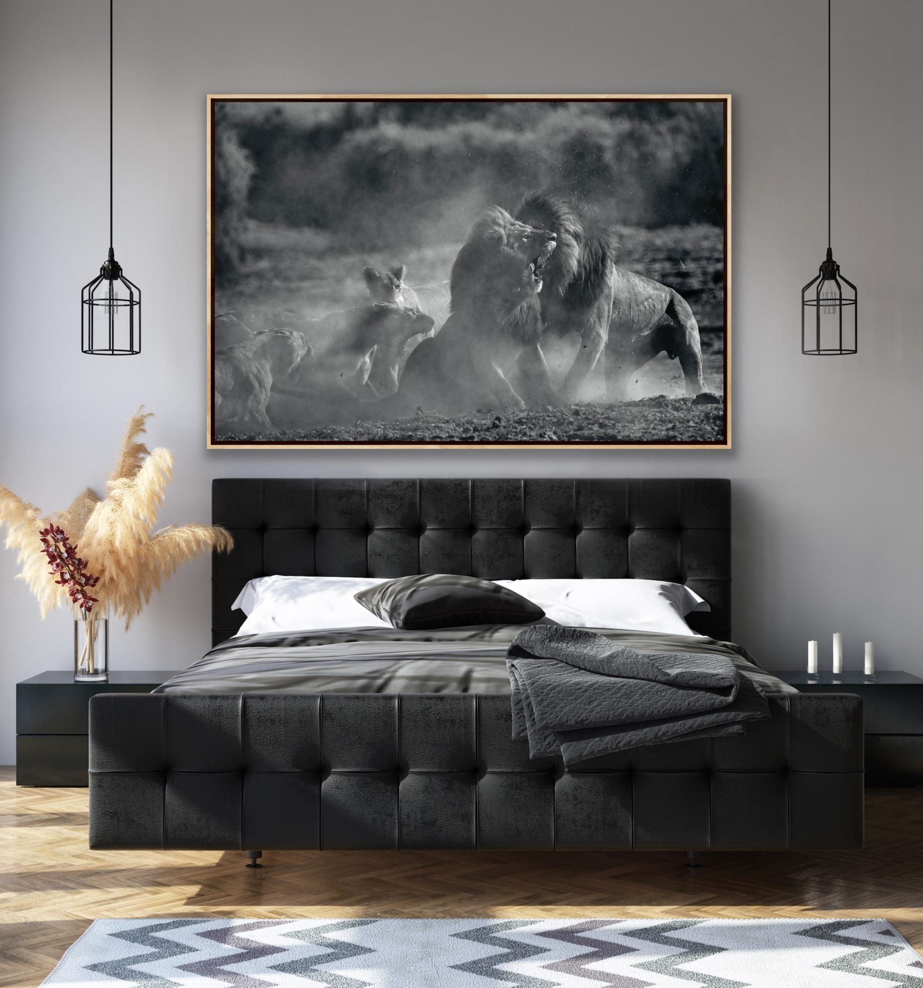 Tier Landschaft Großes Foto Natur Afrika Löwen Wildtiere Schwarz und Weiß im Angebot 8