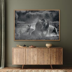 Animal Landscape Large Photograph Nature Africa Lions Wildlife Black and White