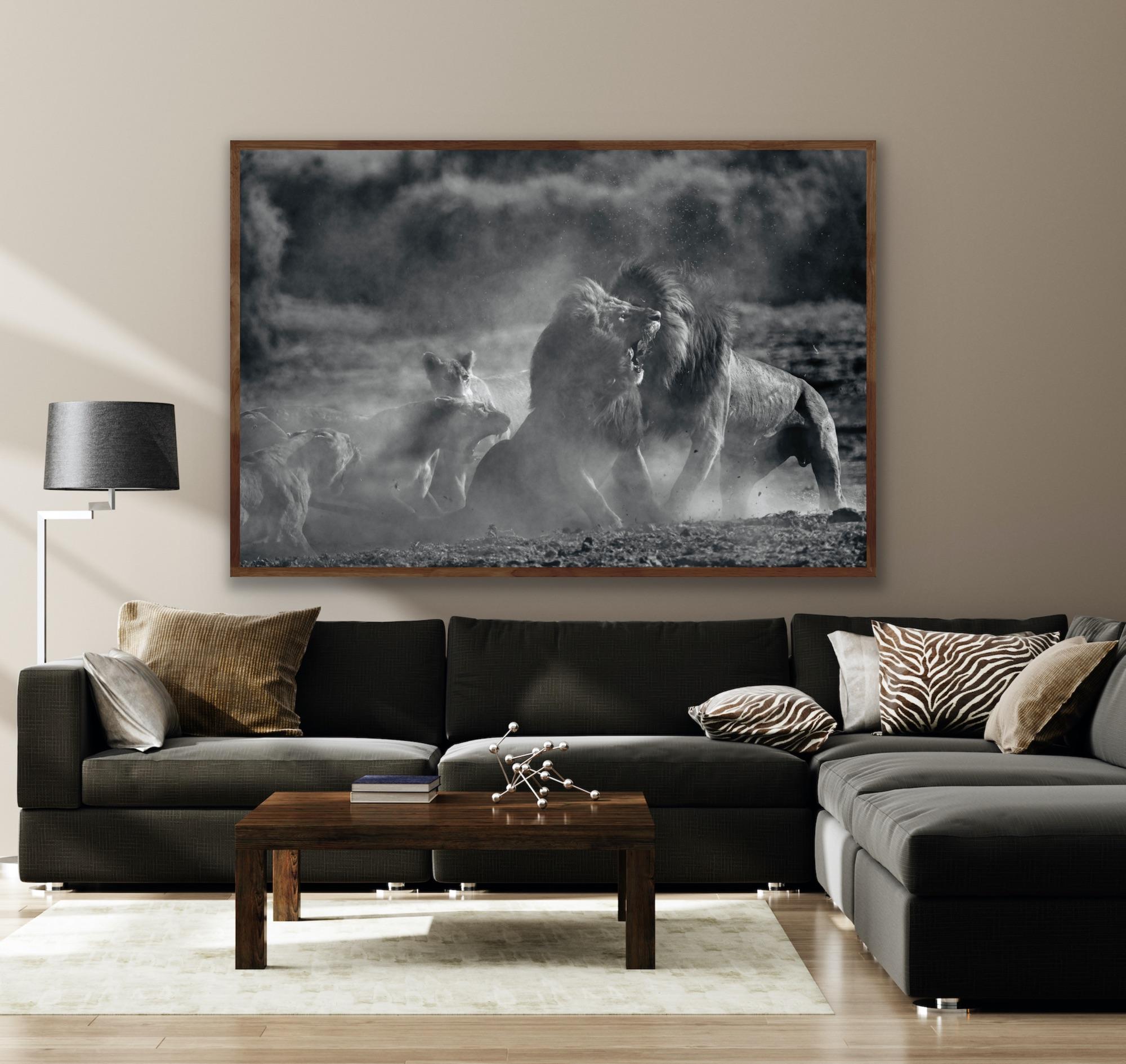 Animal Landscape Large Photograph Nature Africa Lions Wildlife Black and White For Sale 10