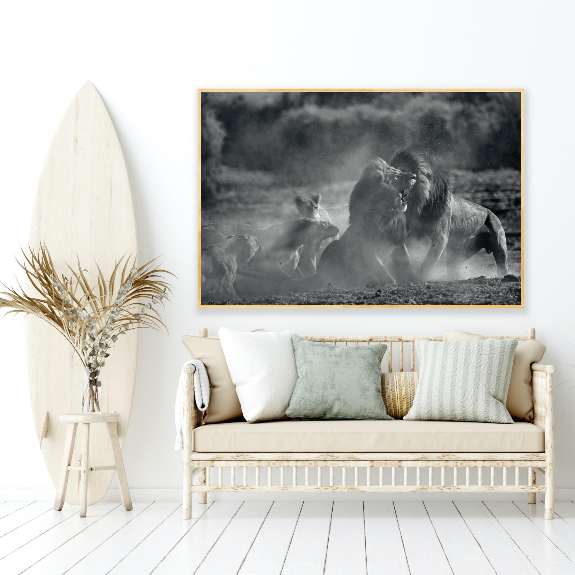 Animal Landscape Large Photograph Nature Africa Lions Wildlife Black and White For Sale 11
