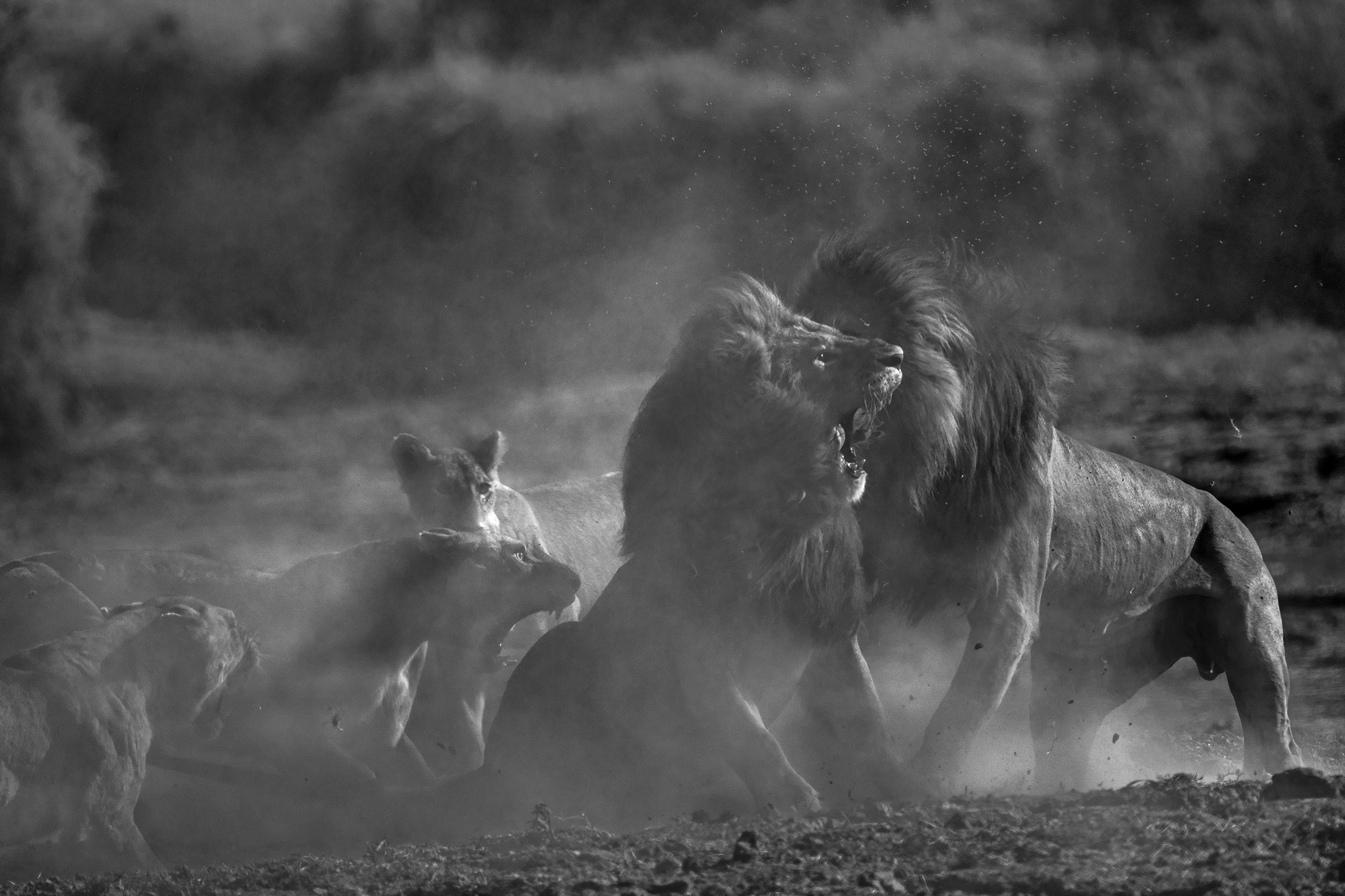 Aditya Dicky Singh Black and White Photograph - Animal Landscape Large Photograph Nature Africa Lions Wildlife Black and White
