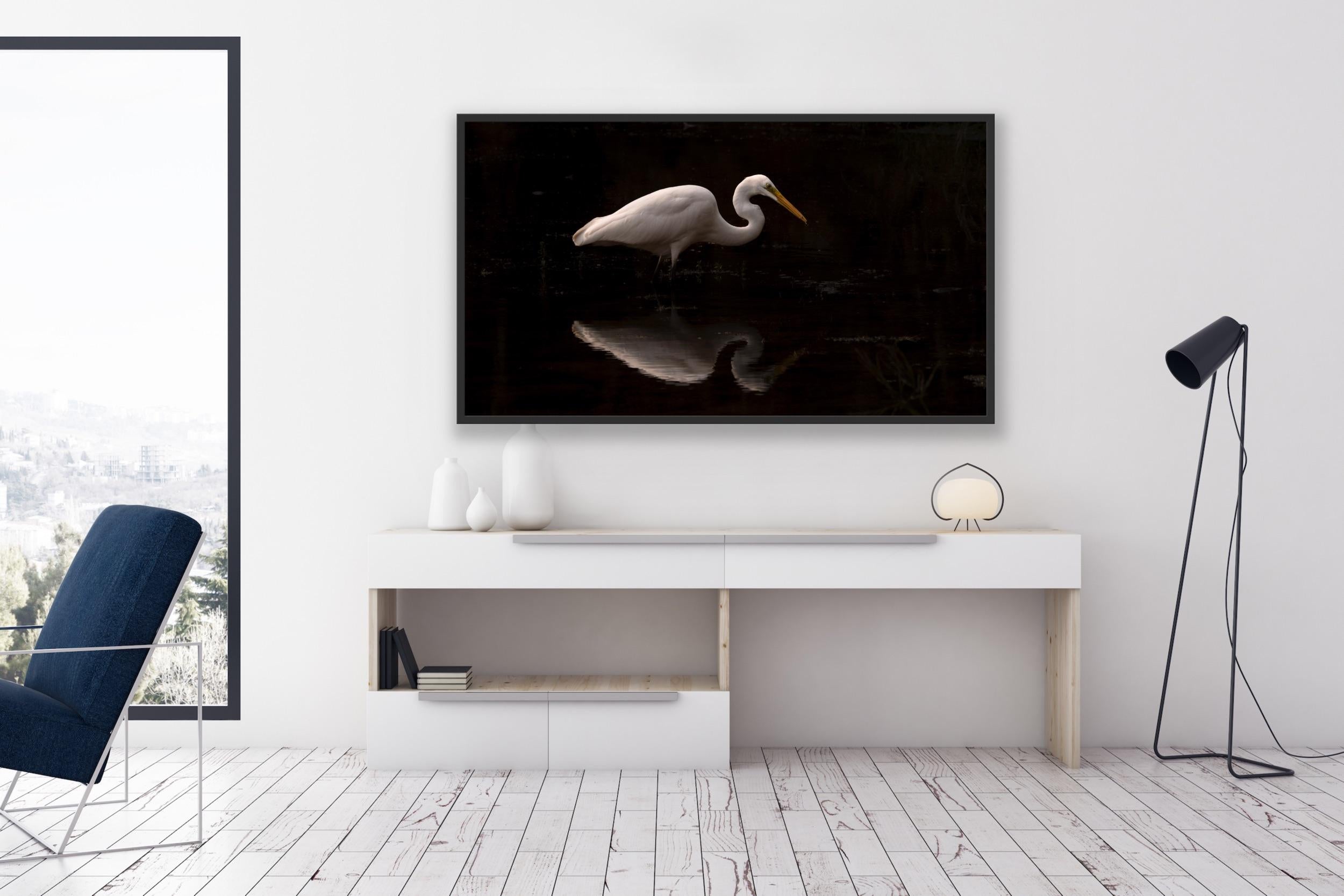 Animal Photograph Large Nature Bird Water Reflection Wildlife India White For Sale 9