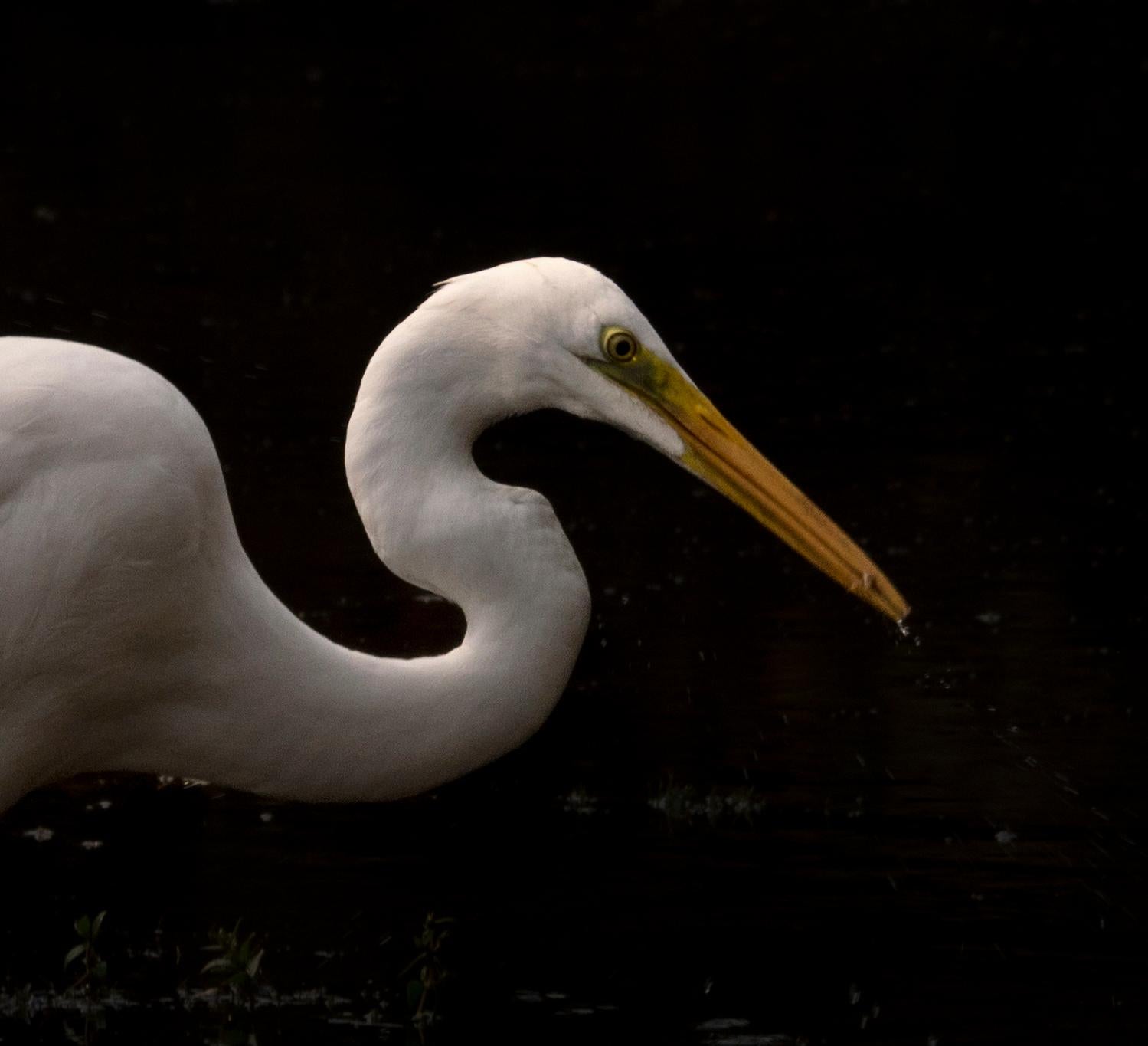 Animal Photographie Grande Nature Oiseau Eau Réflexion Faune Inde Blanc - Noir Landscape Photograph par Aditya Dicky Singh