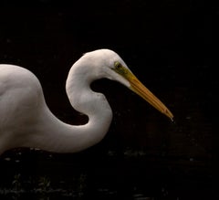 Fotografía Animal Grande Naturaleza Pájaro Agua Reflejo Vida Salvaje India Blanco