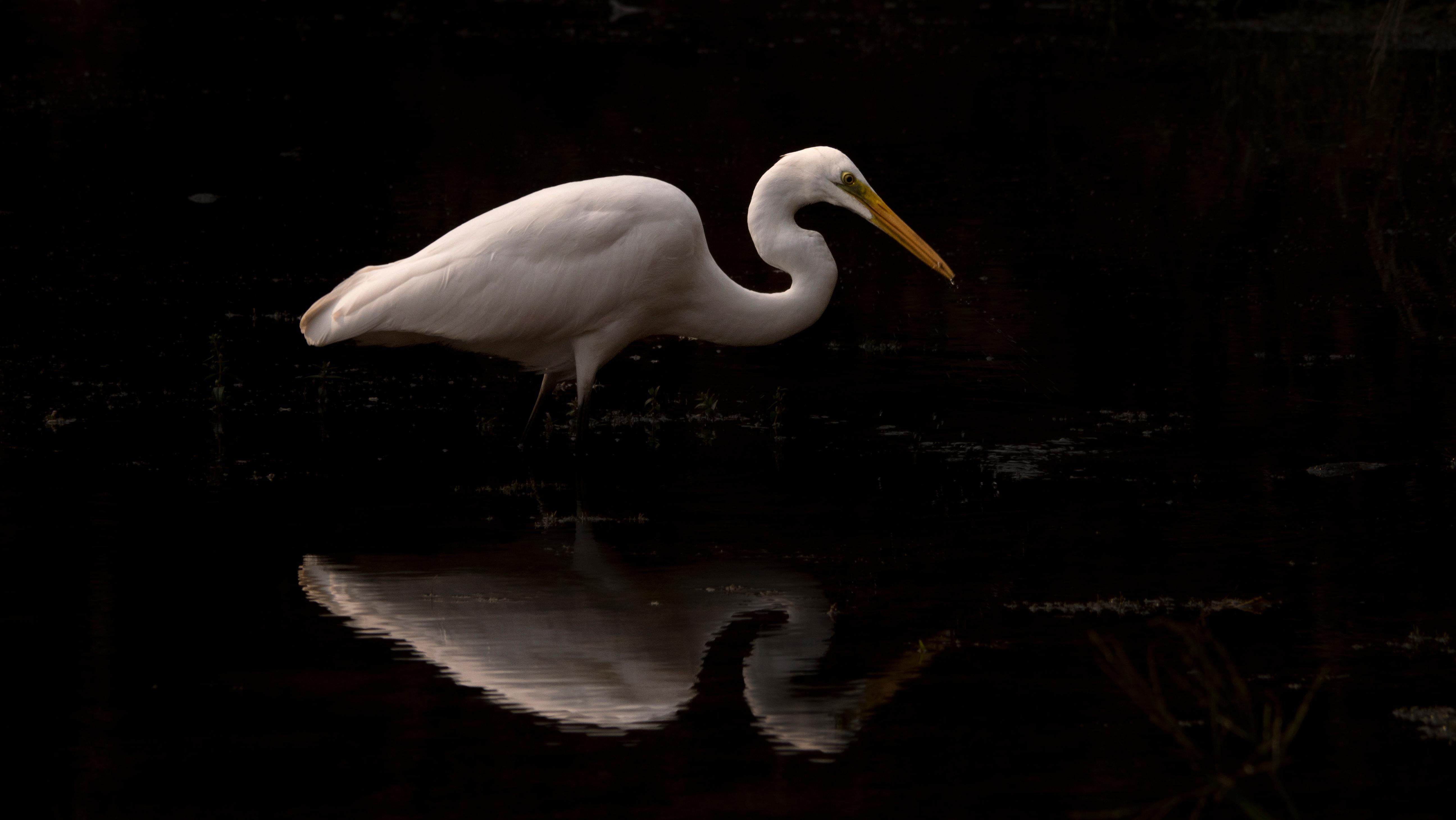 Aditya Dicky Singh Landscape Photograph - Animal Photograph Large Nature Bird Water Reflection Wildlife India White