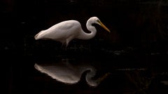 Nature Great Egret Wildlife Edition 1/8 Photography White Bird Reflection India 