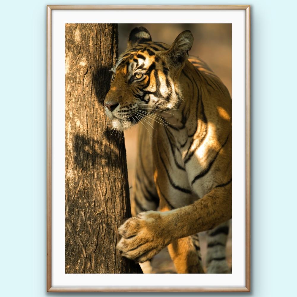 Landschaft Tier Großes Foto Tiger Baum Indien Wildlife Wald Natur im Angebot 6
