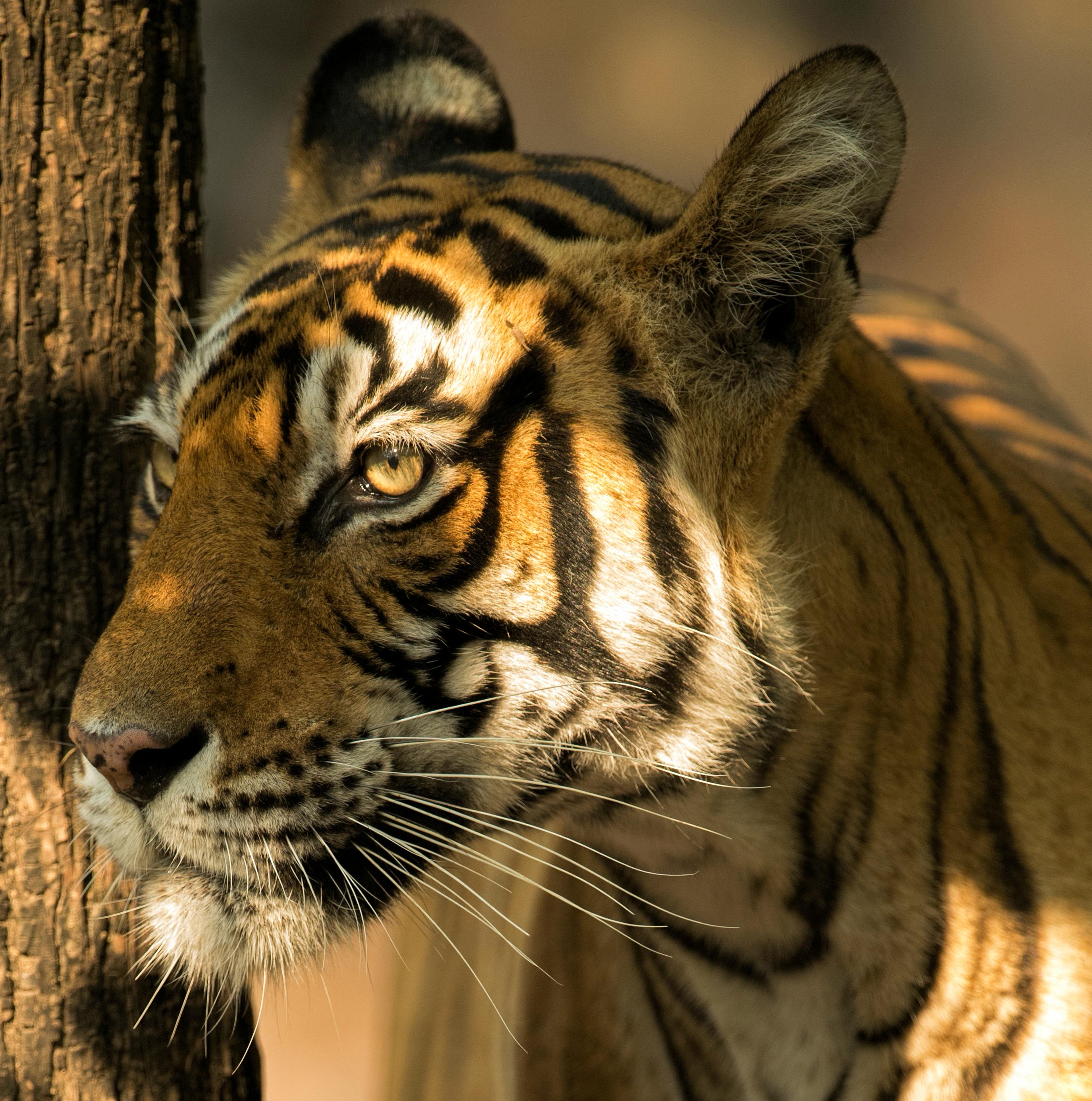 Landschaft Tier Großes Foto Tiger Baum Indien Wildlife Wald Natur – Photograph von Aditya Dicky Singh