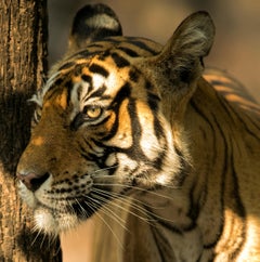 Landscape Animal Large Photograph Tiger Tree India Wildlife Forest Nature